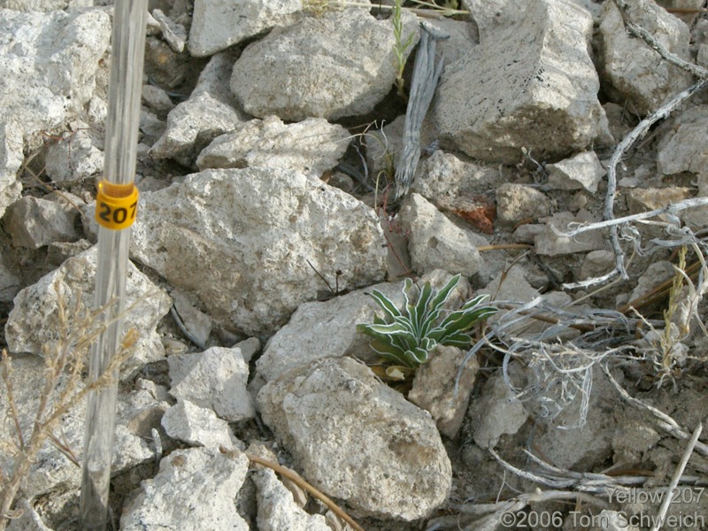 Frasera albomarginata, Mojave National Preserve, San Bernardino County, California