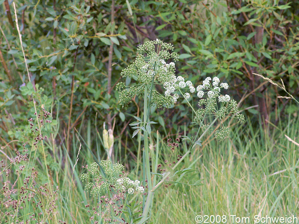 Apiaceae Cicuta maculata angustifolia