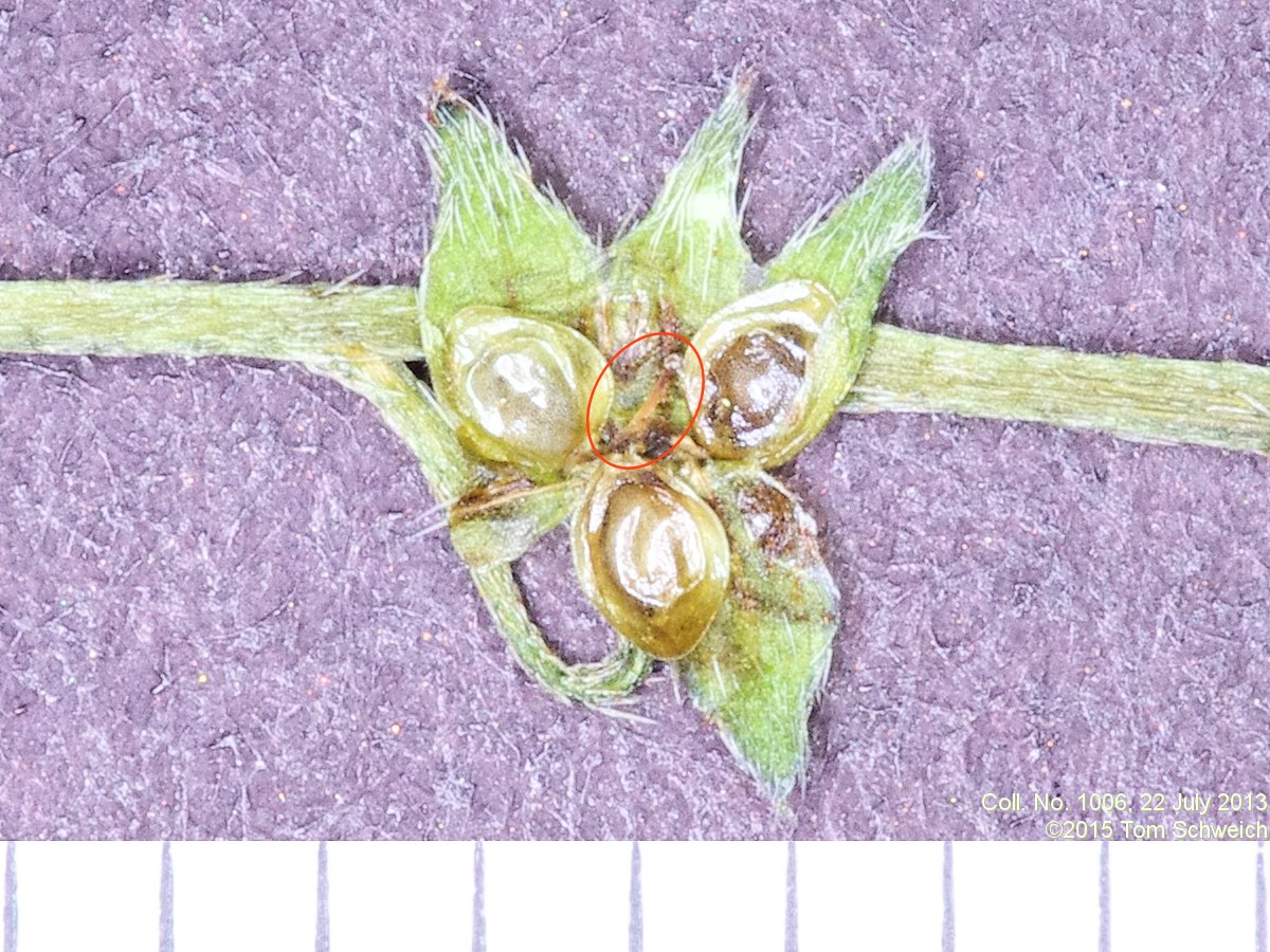 Boraginaceae Myosotis laxa