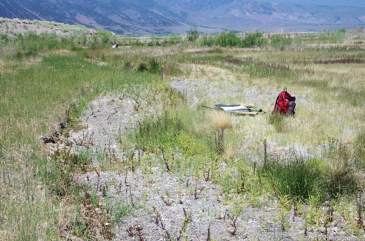 California, Mono County, California, Mono County, Rush Creek delta
