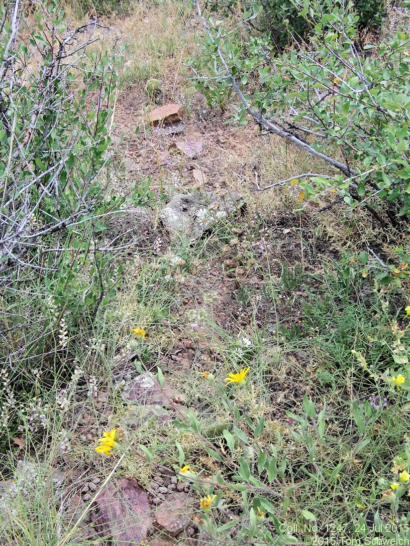 Asteraceae, Townsendia