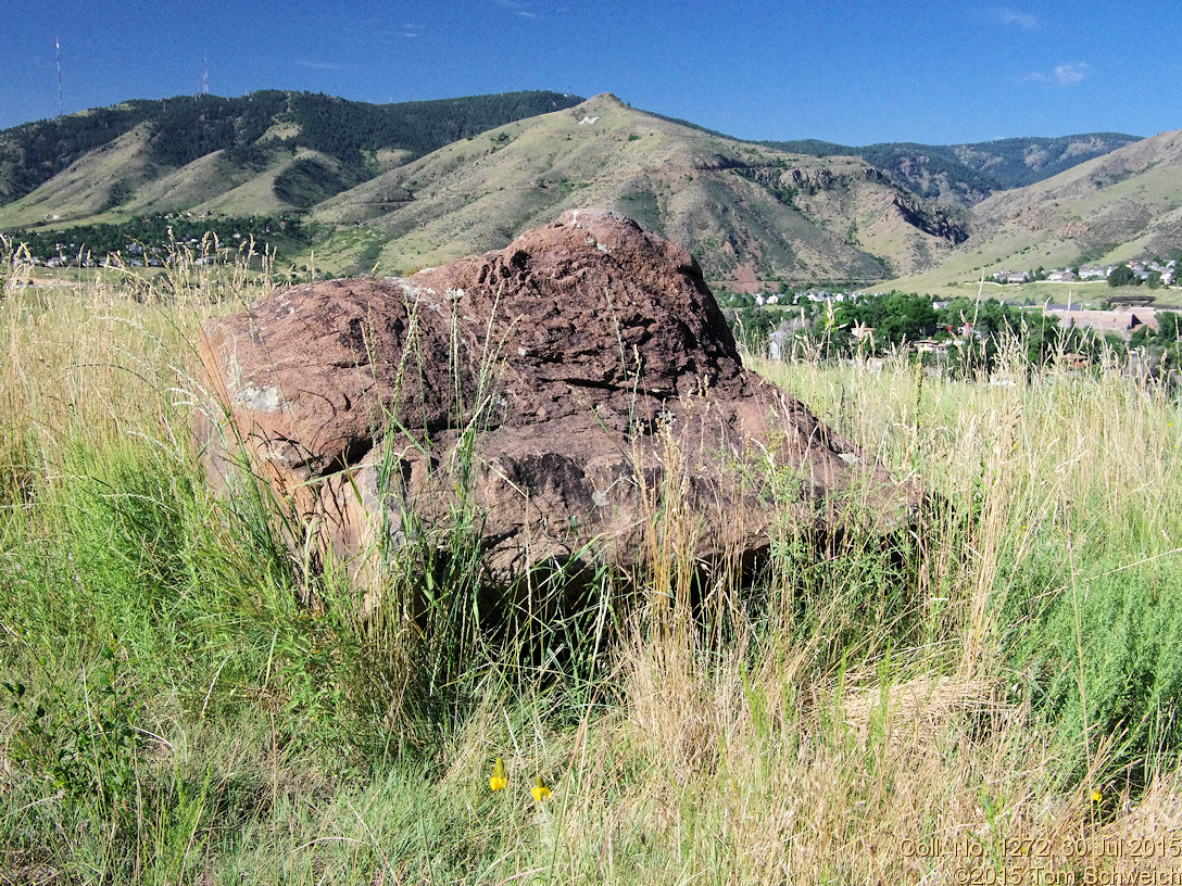 Poaceae Thinopyrum intermedium