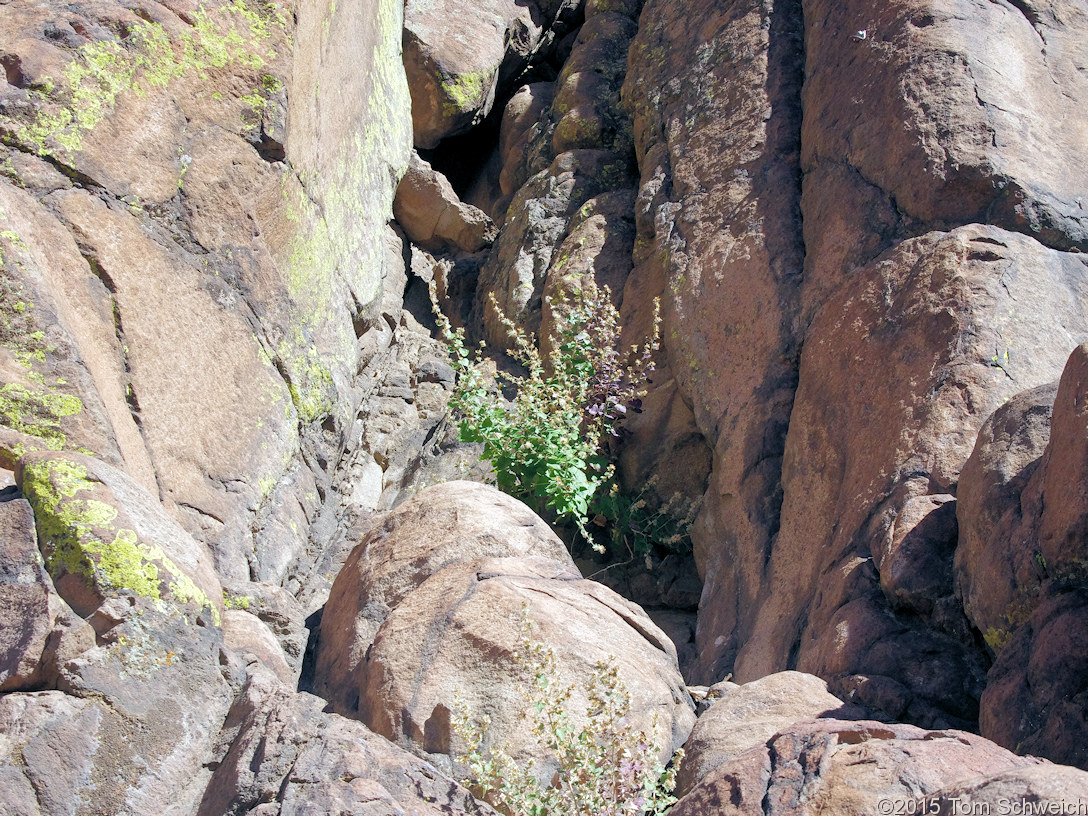 Asteraceae, Brickellia californica