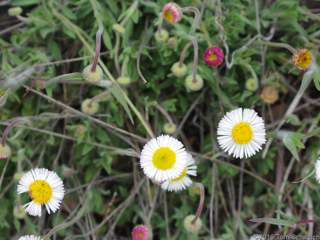 Asteraceae, Erigeron tracyi
