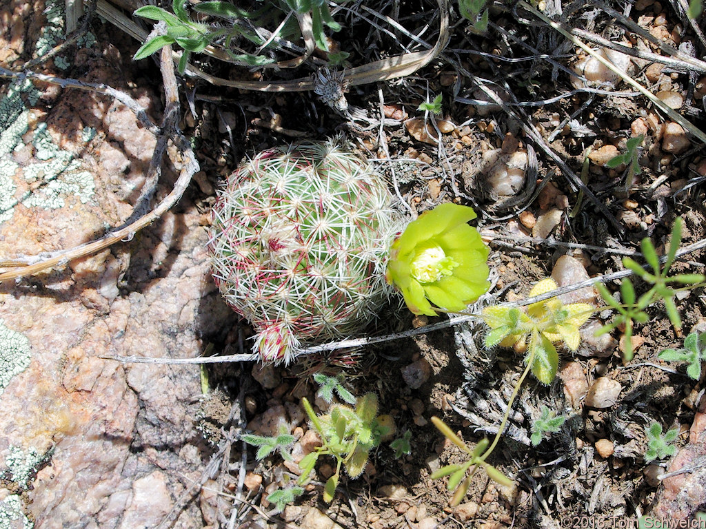 Cactaceae Echinocereus viridiflorus