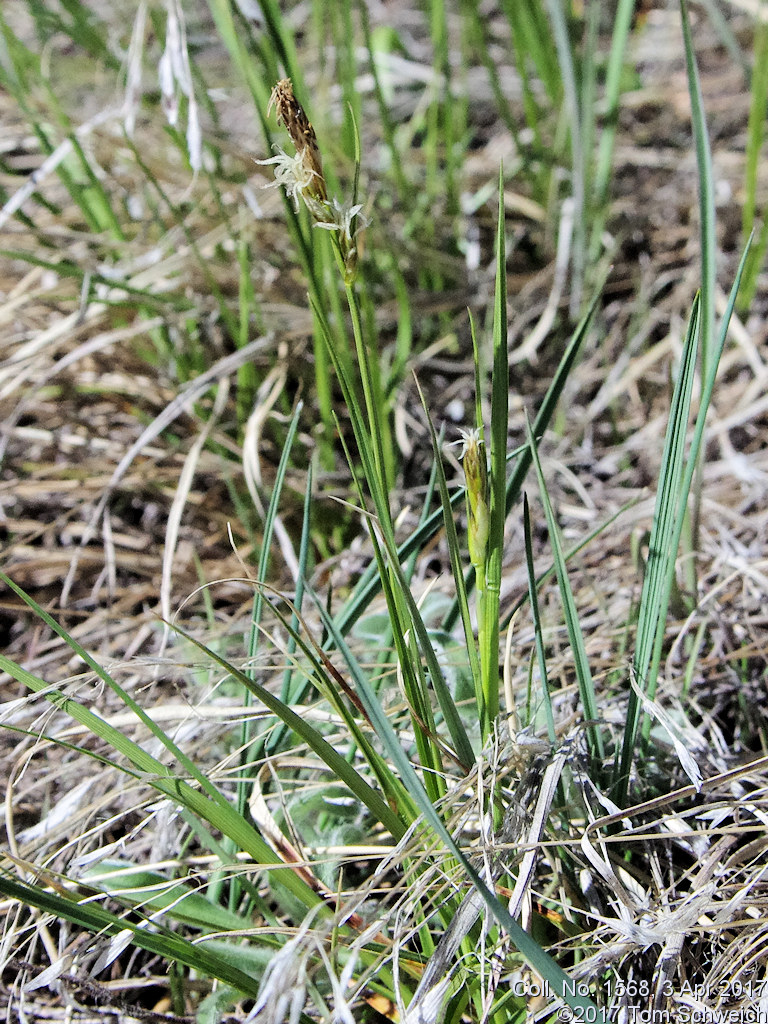 Cyperaceae Carex inops heliophila