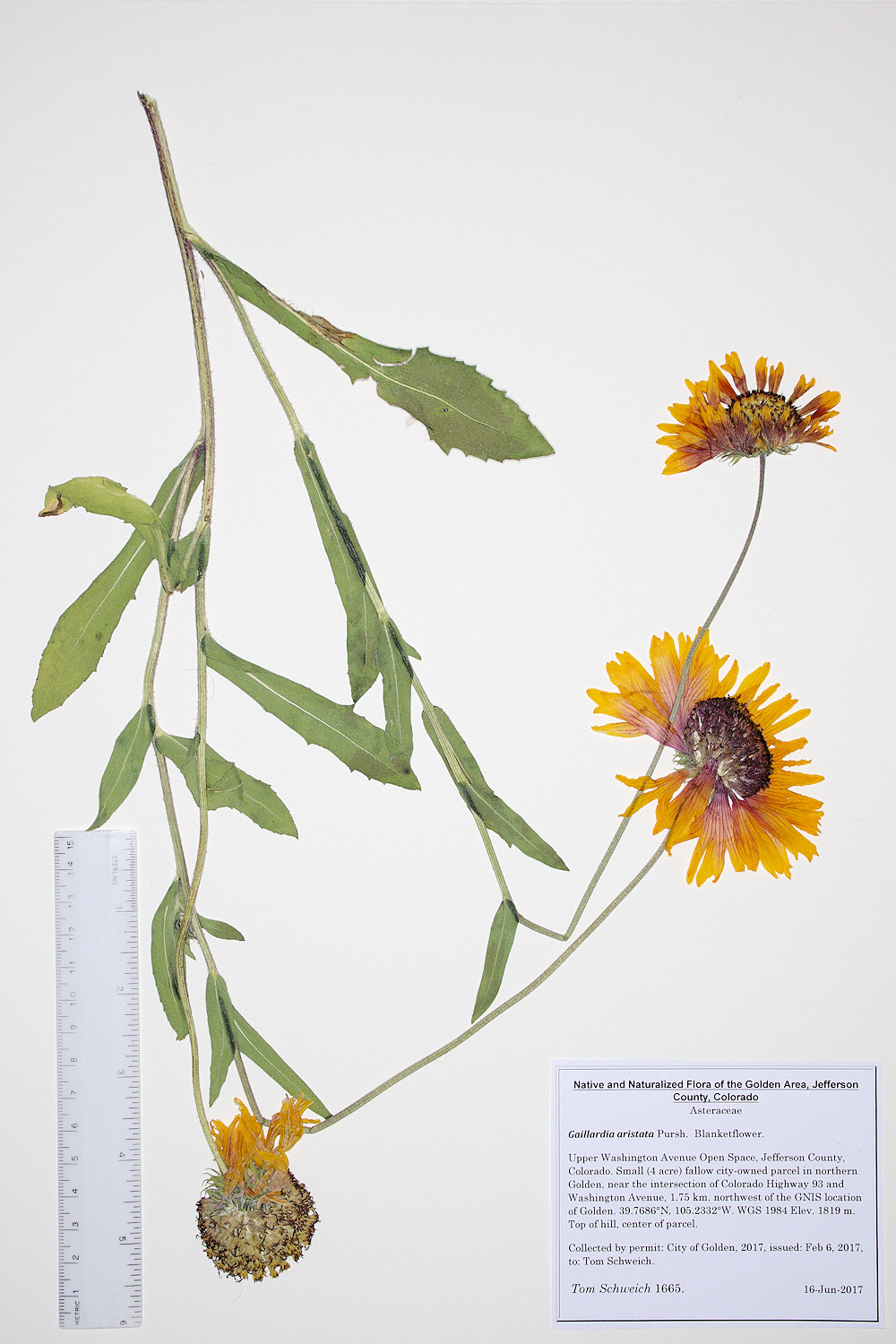 Asteraceae, Gaillardia aristata