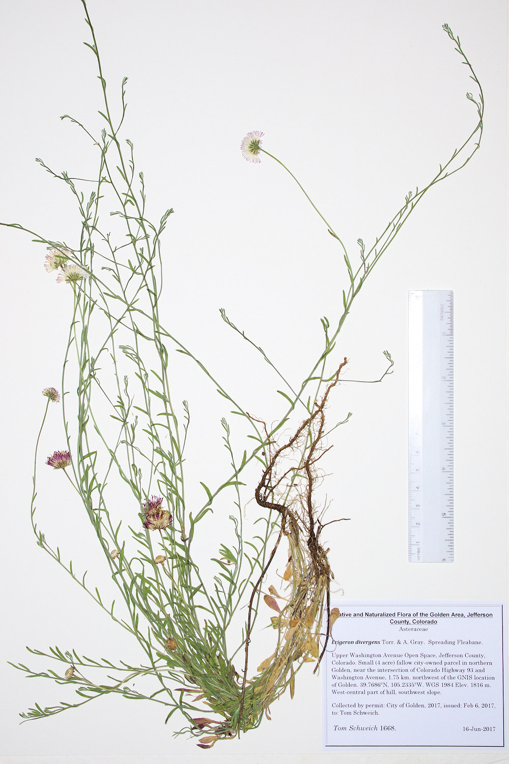 Asteraceae, Erigeron divergens