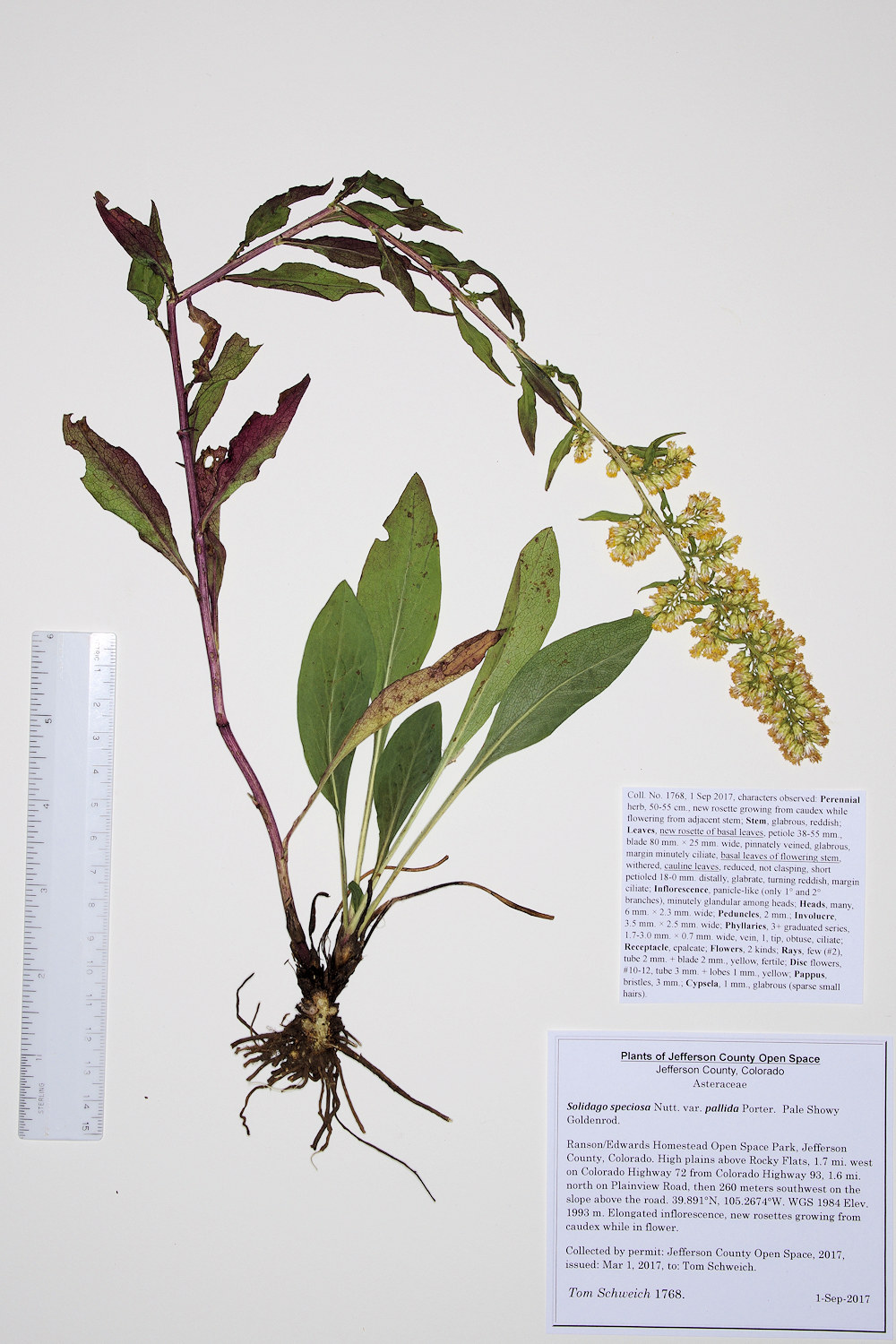 Asteraceae, Solidago speciosa pallida