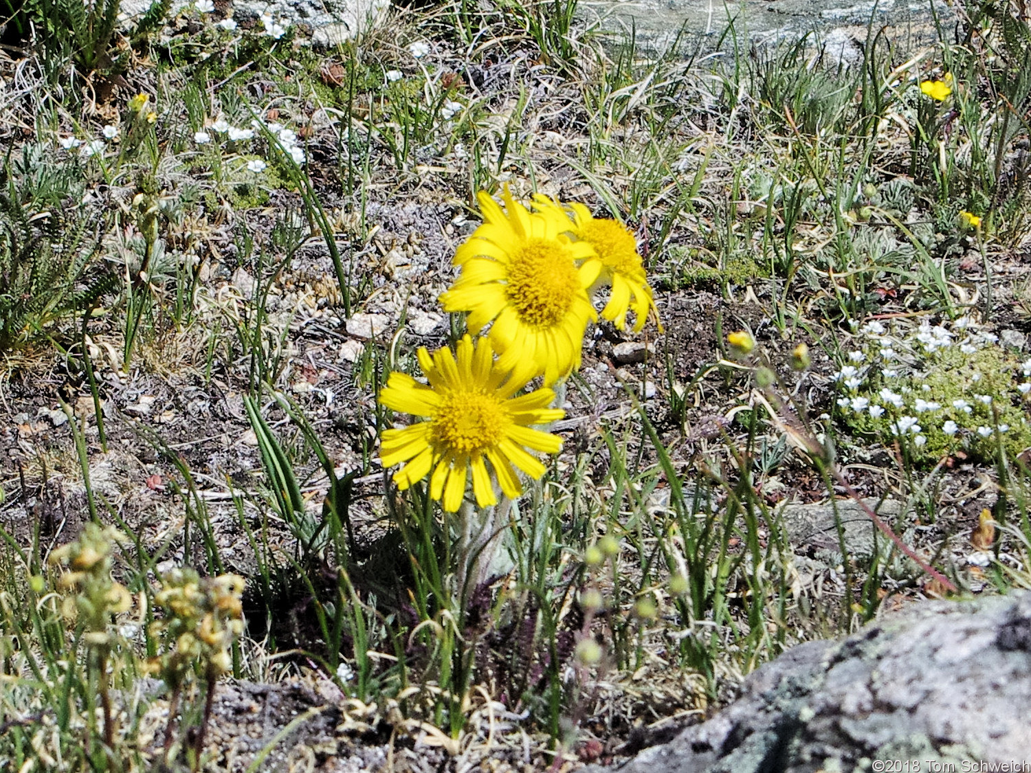 Asteraceae Hymenoxys grandiflora