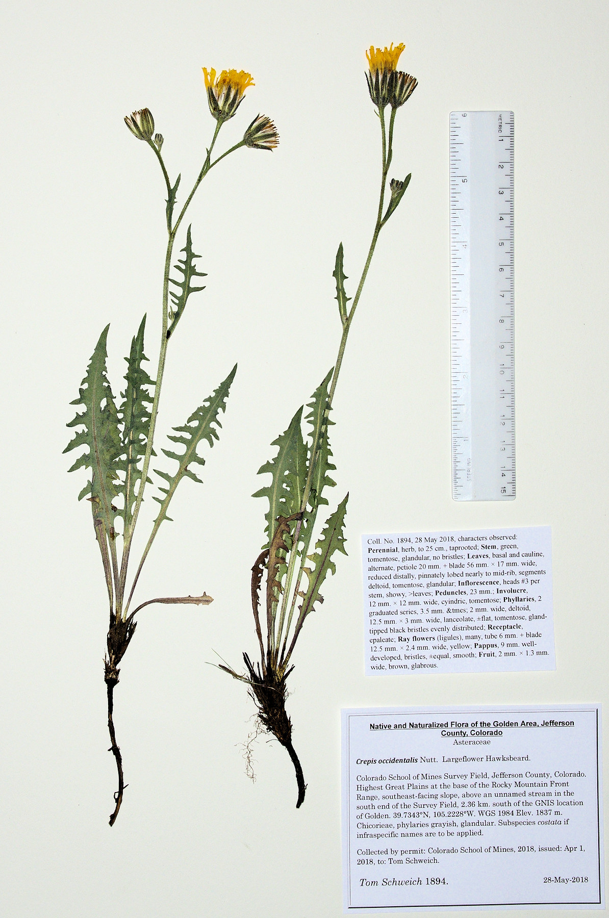 Asteraceae, Crepis occidentalis