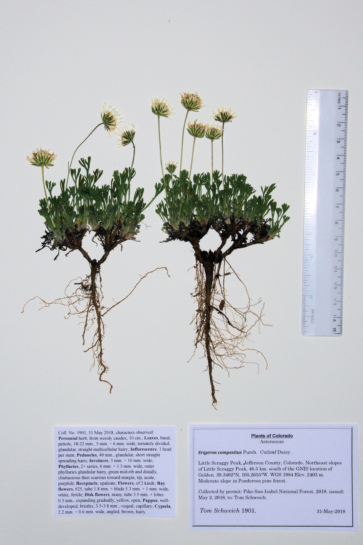 Asteraceae, Erigeron compositus