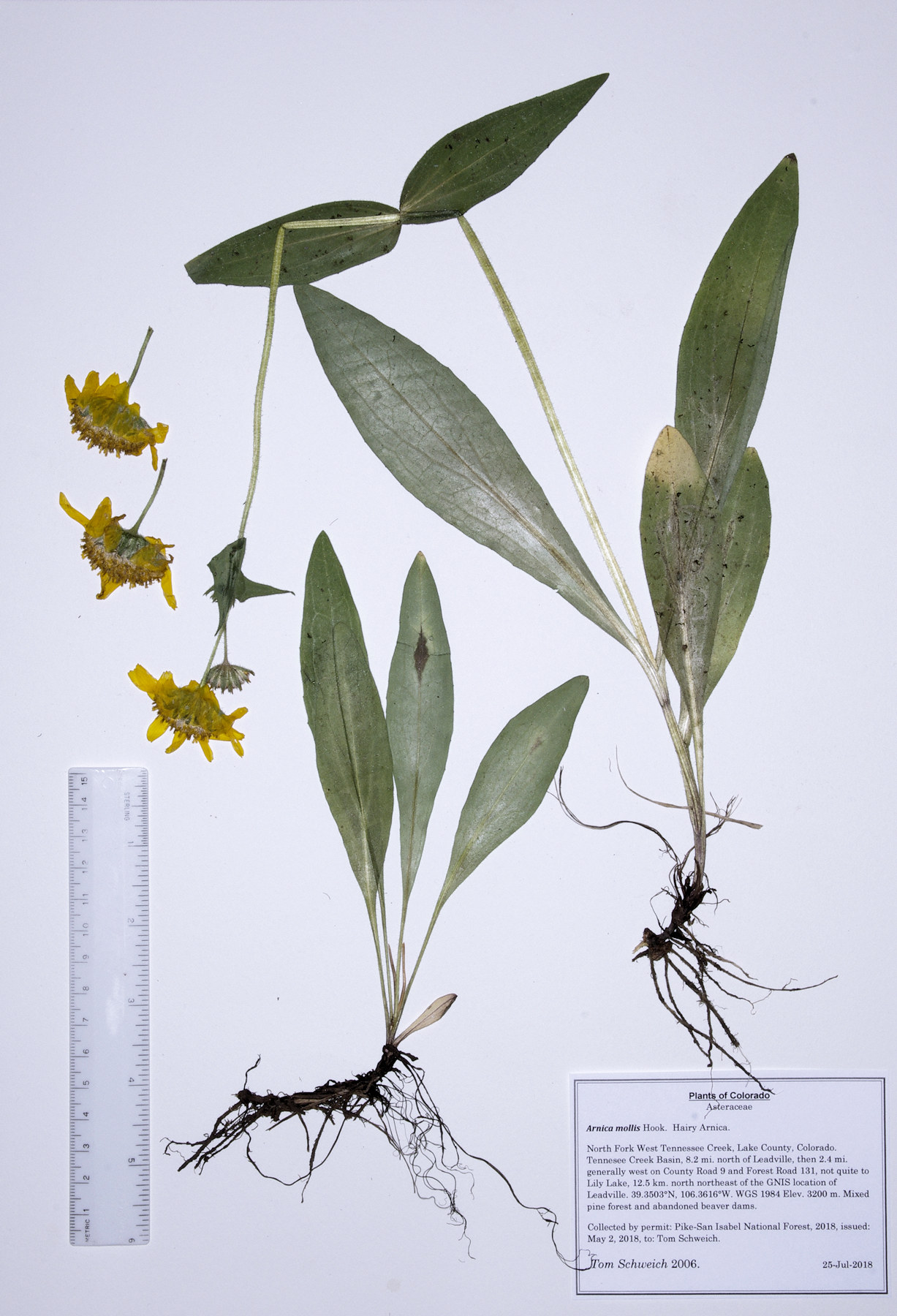 Asteraceae, Arnica mollis