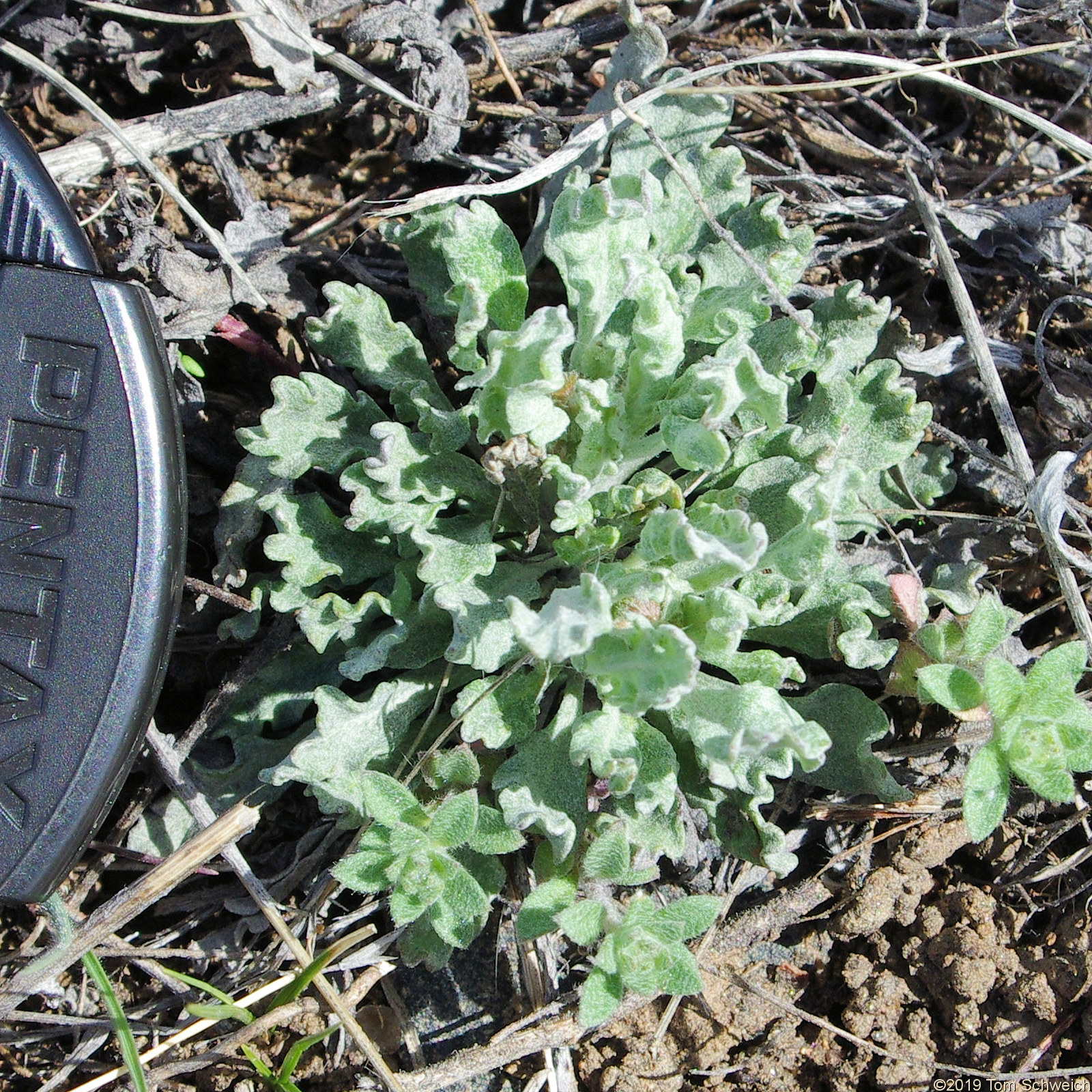 Asteraceae, Packera fendleri