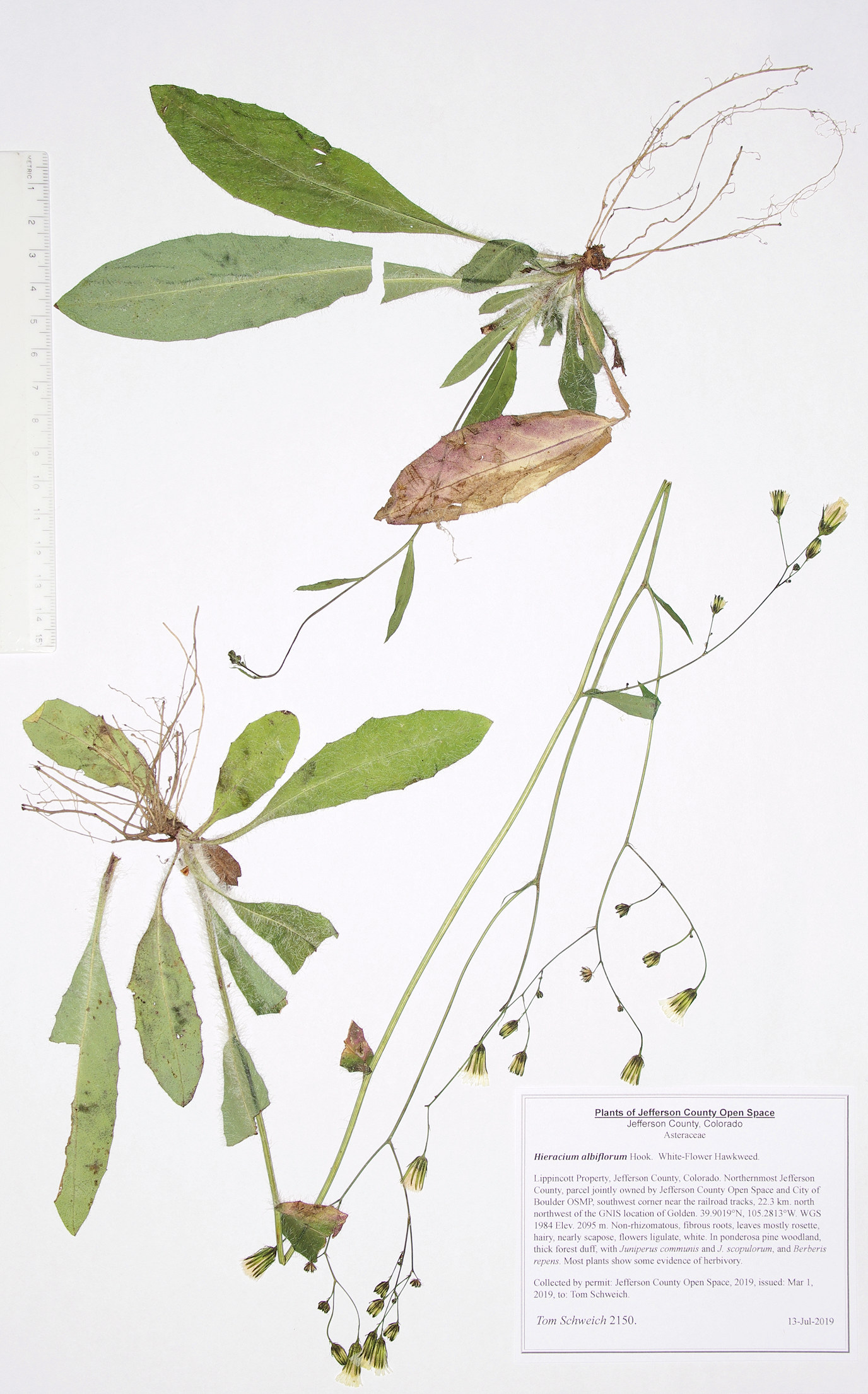 Asteraceae, Hieracium albiflorum
