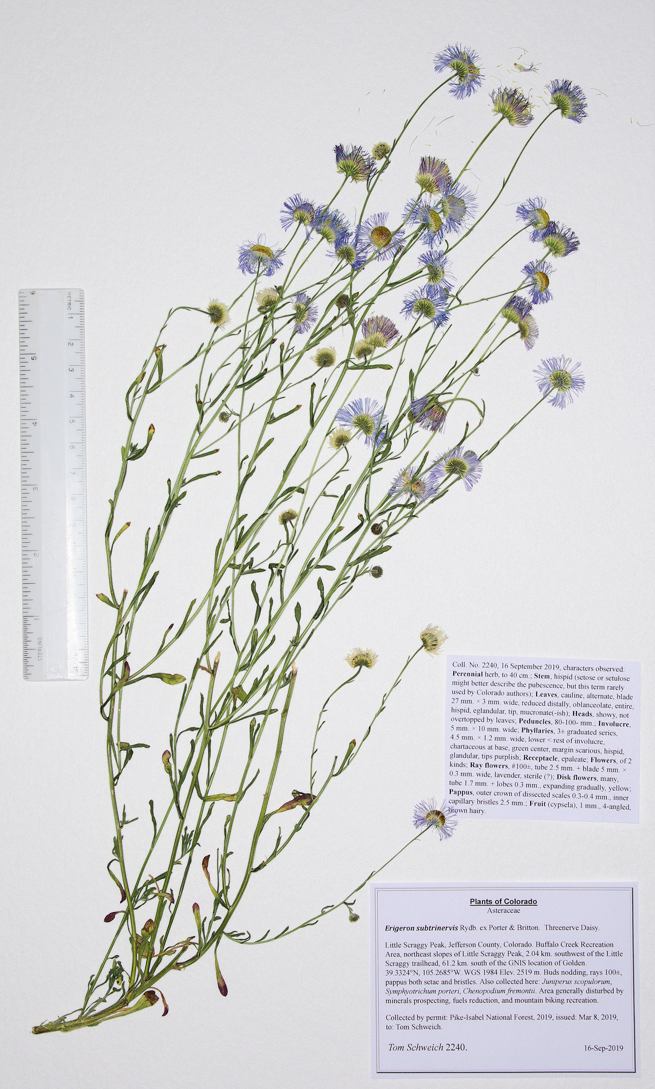 Asteraceae, Erigeron subtrinervis