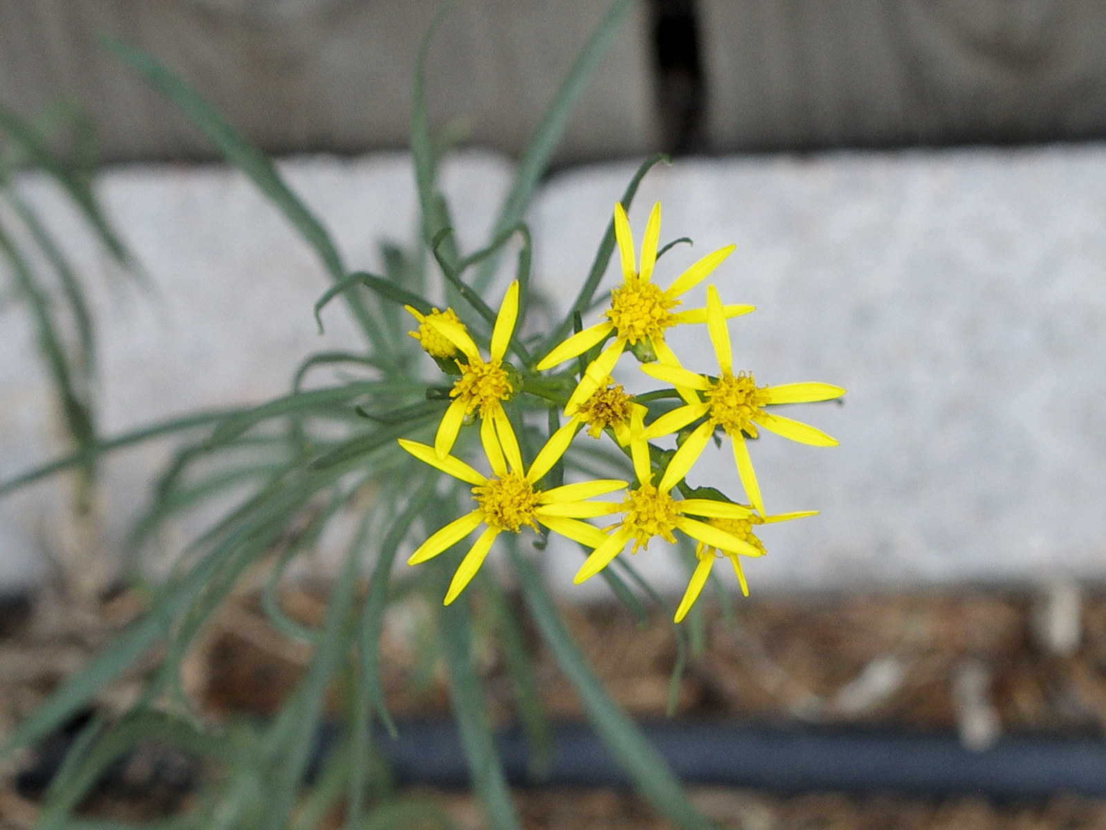Asteraceae, Senecio spartioides