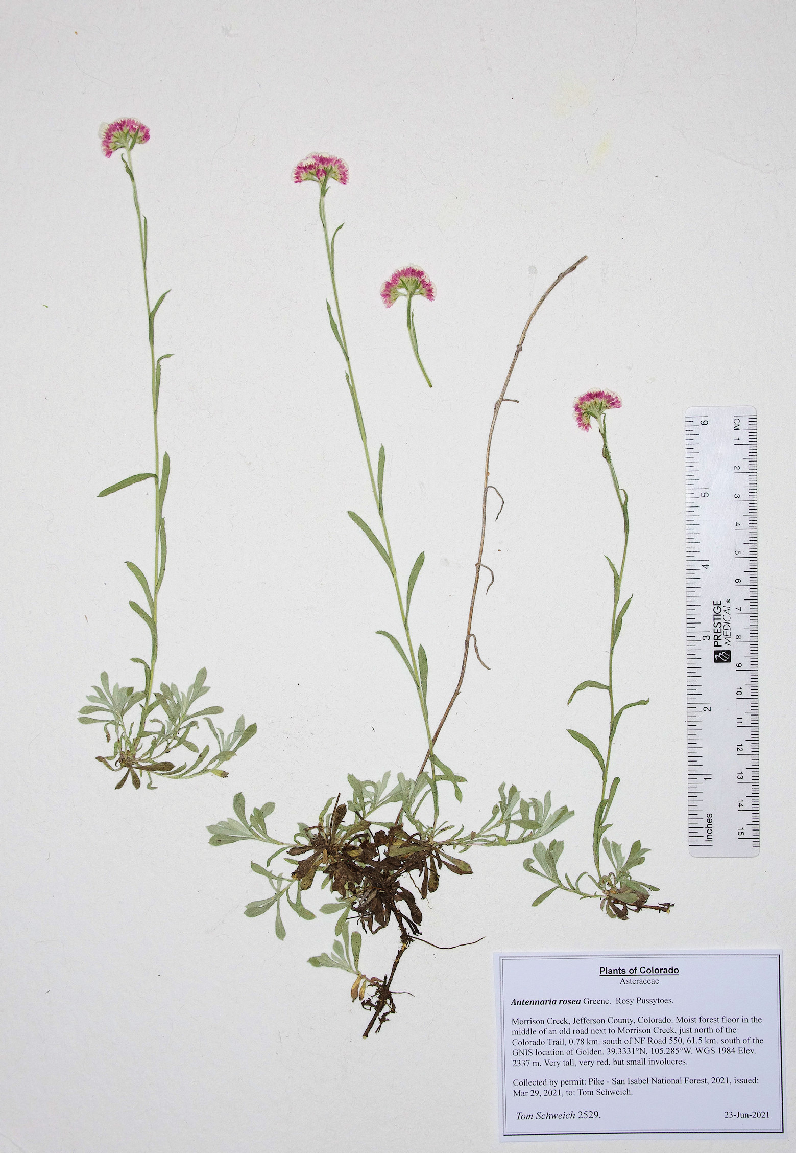 Asteraceae, Antennaria rosea