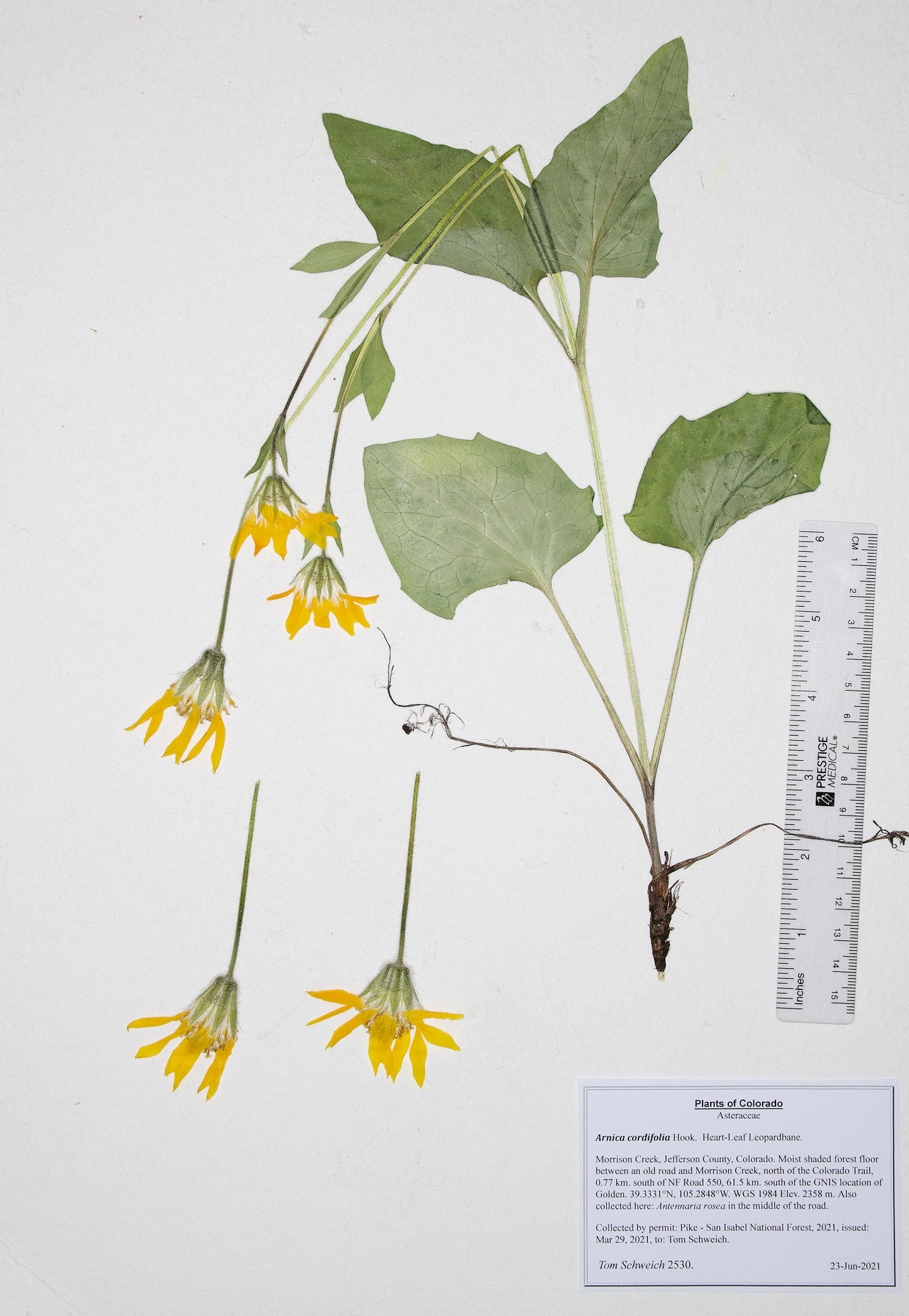 Asteraceae, Arnica cordifolia