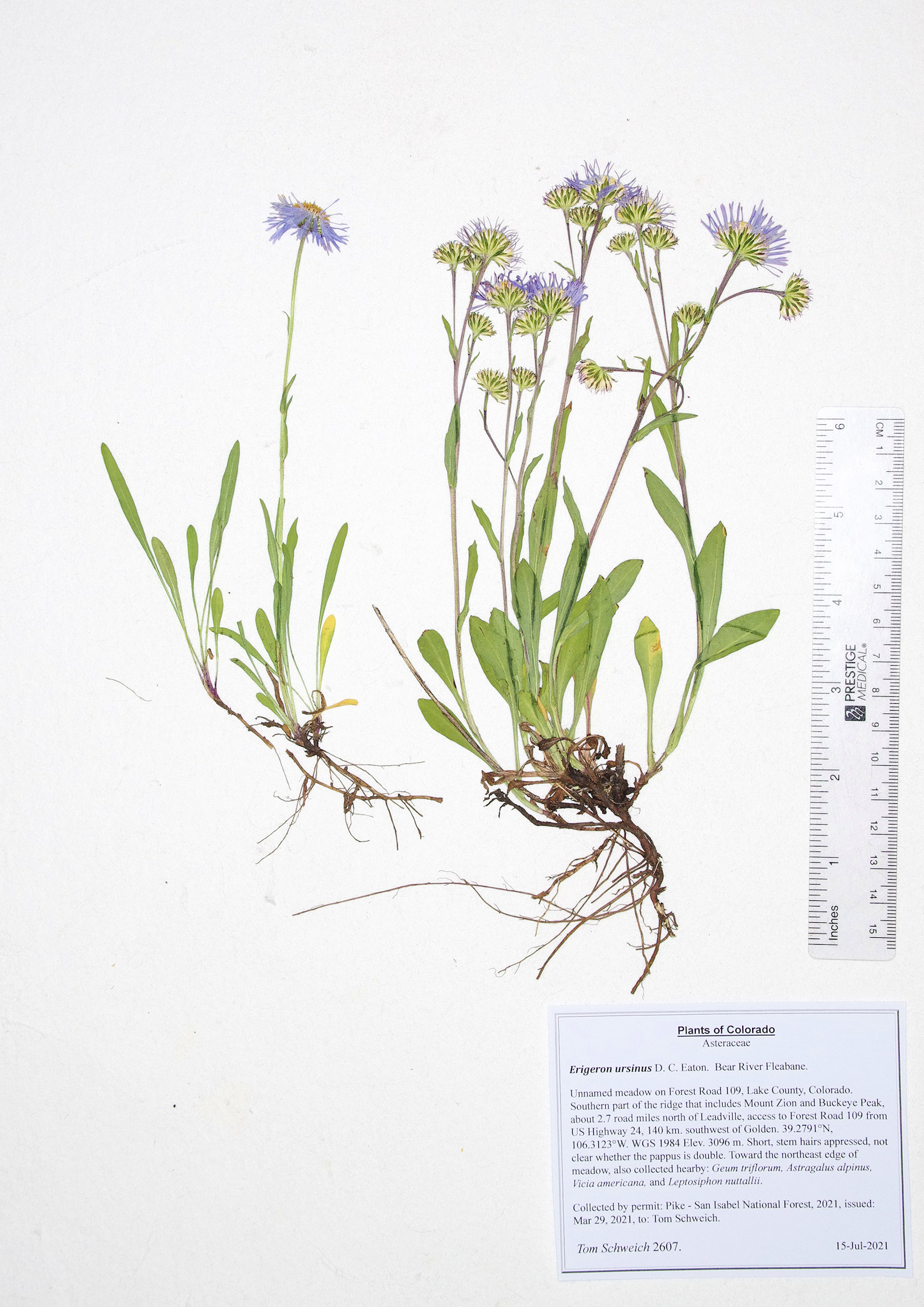 Asteraceae, Erigeron ursinus