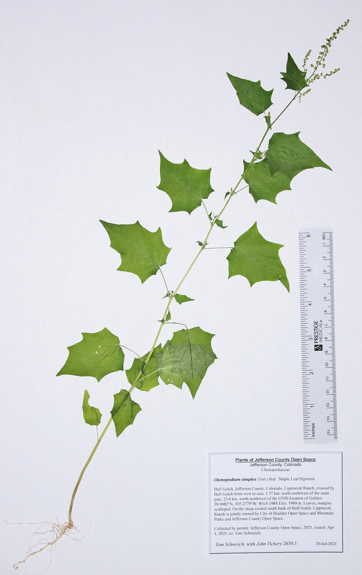 Chenopodiaceae Chenopodium simplex
