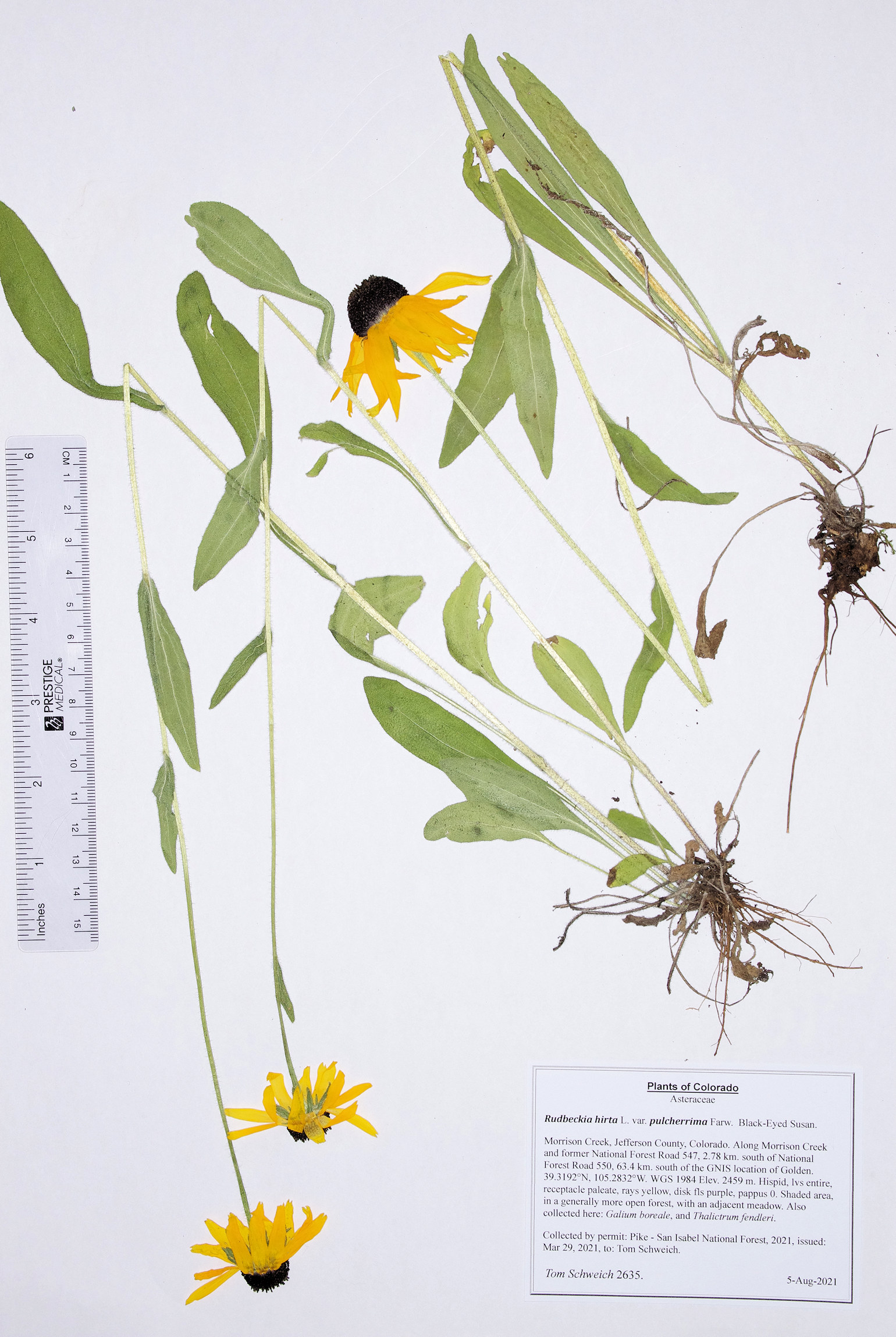 Asteraceae, Rudbeckia nirta pulcherrima
