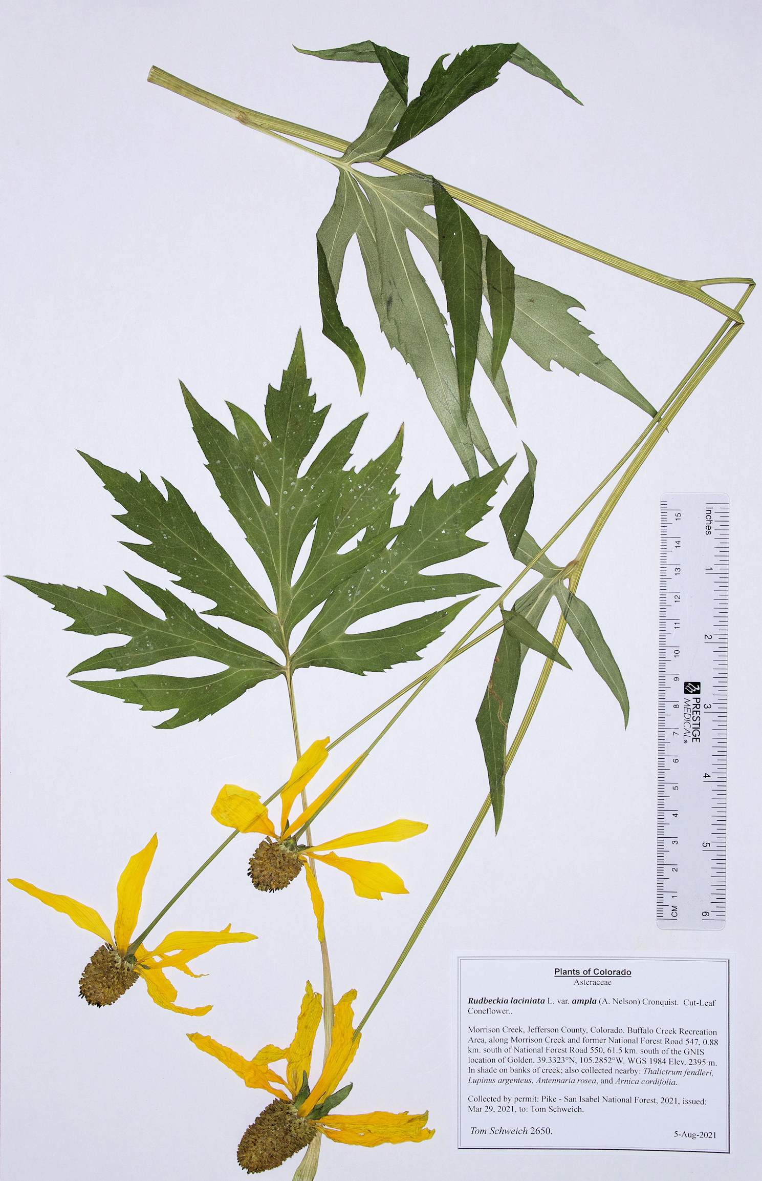 Asteraceae, Rudbeckia laciniata ampla