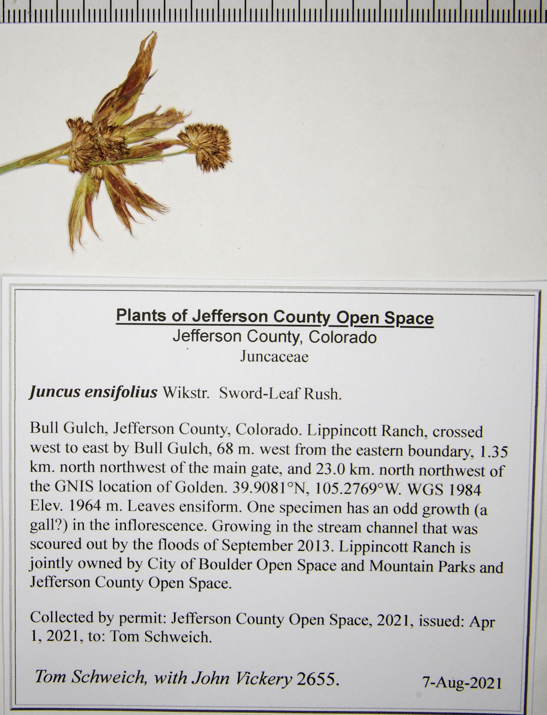 Juncaceae Juncus ensifolius