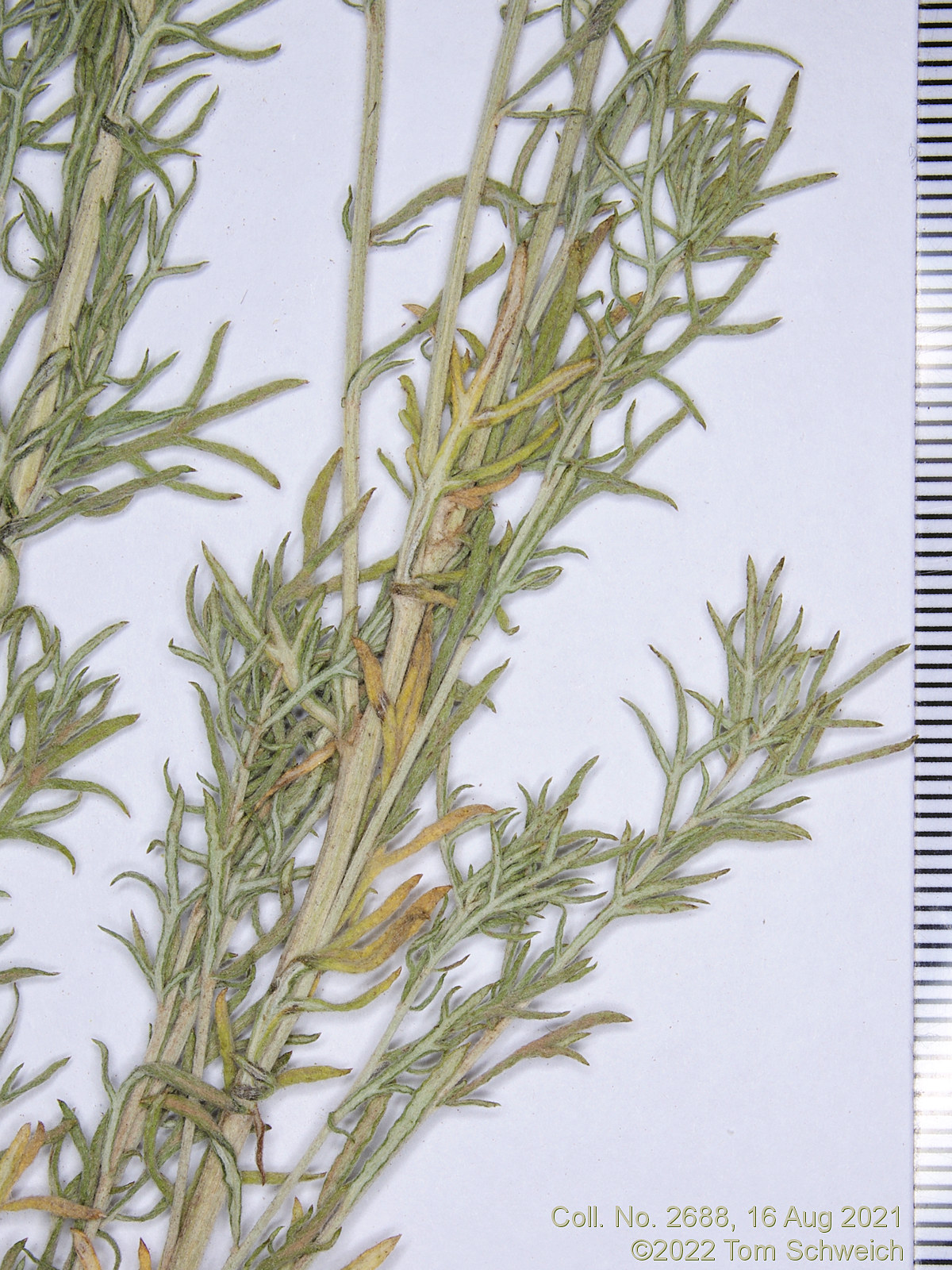 Asteraceae, Artemisia ludoviciana incompta