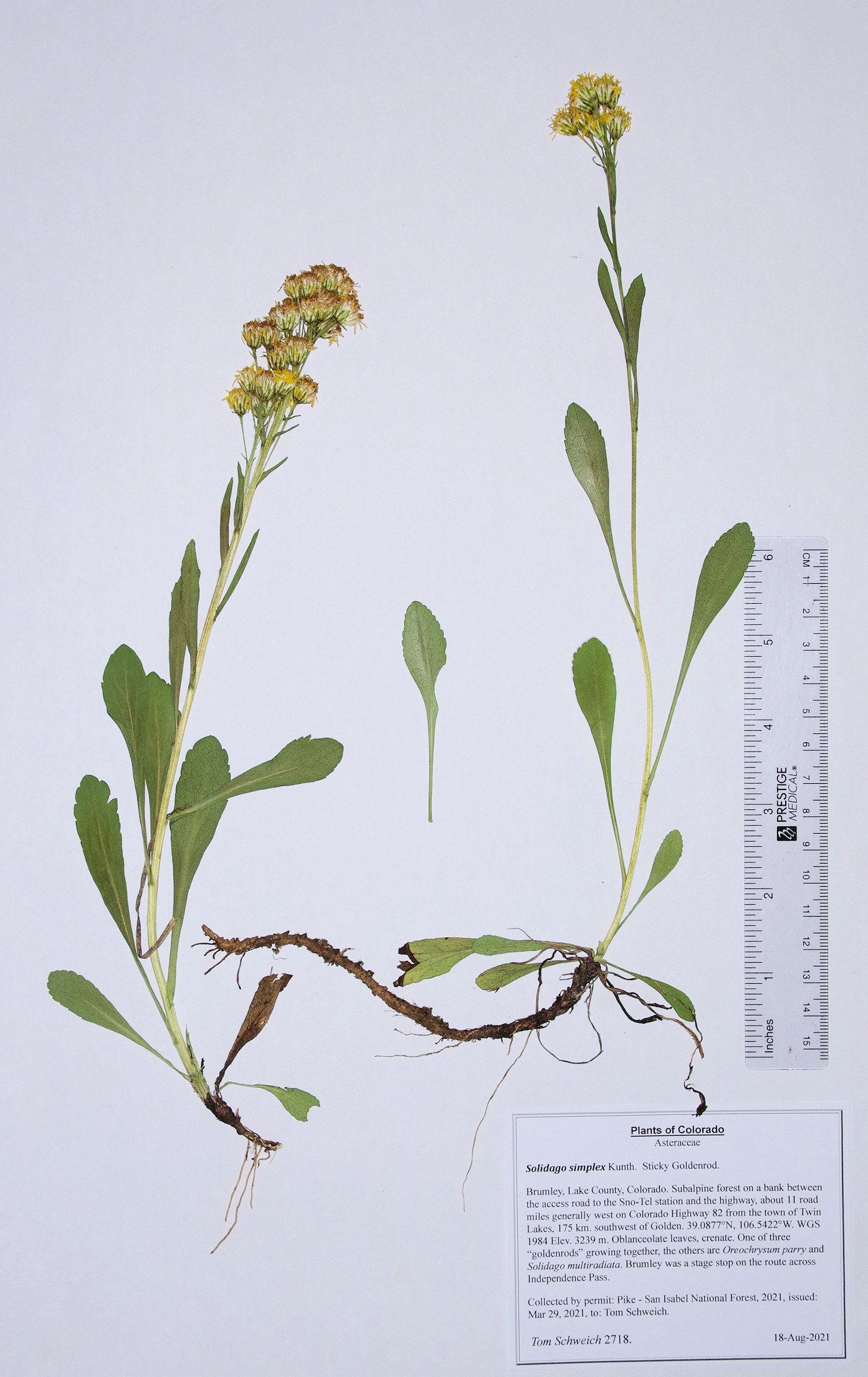 Asteraceae, Solidago simplex