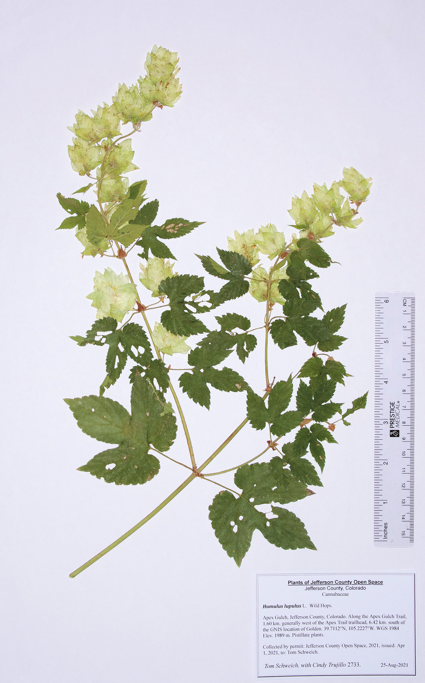 Cannabaceae Humulus neomexicanus