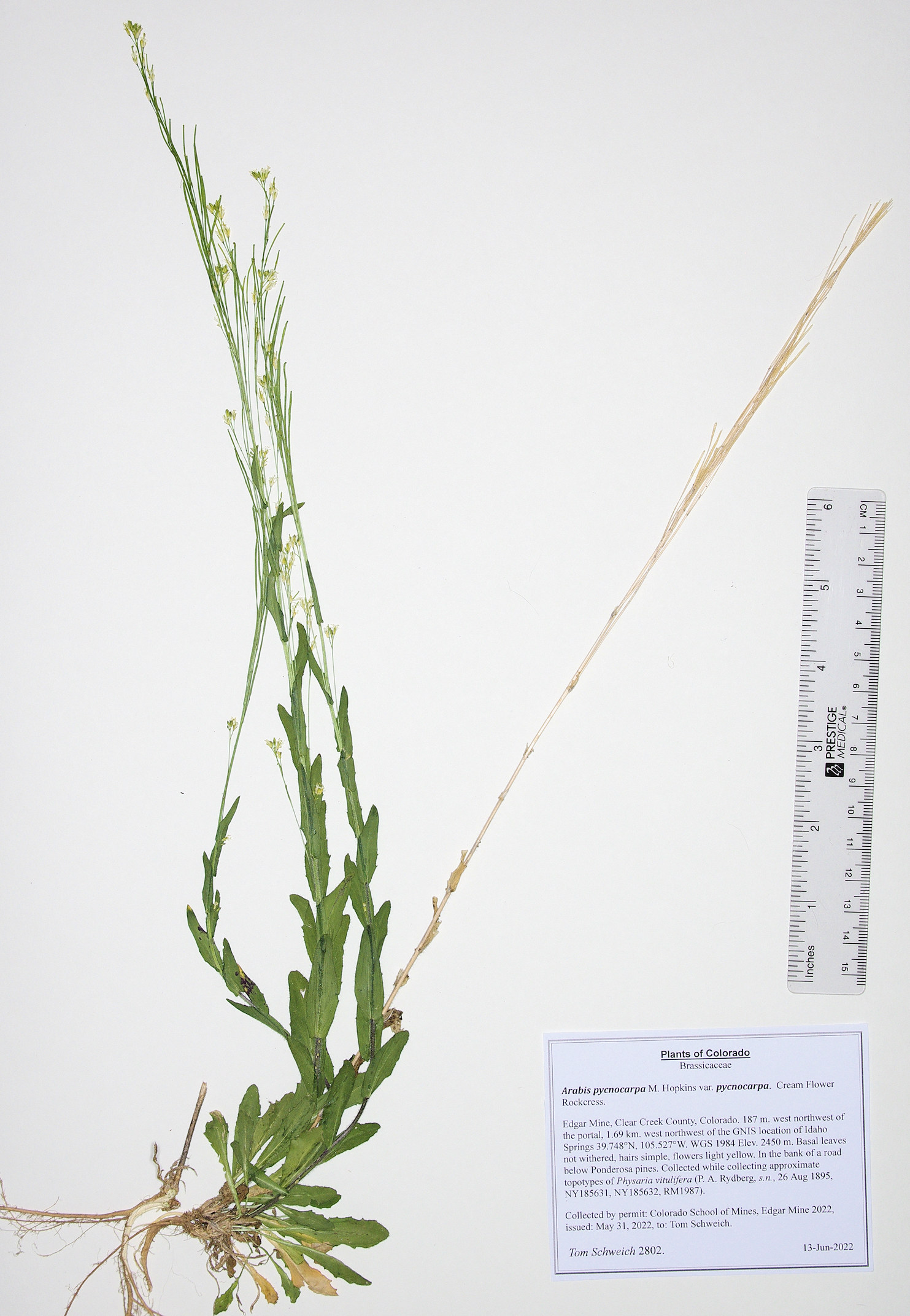 Brassicaceae Arabis pycnocarpa pycnocarpa