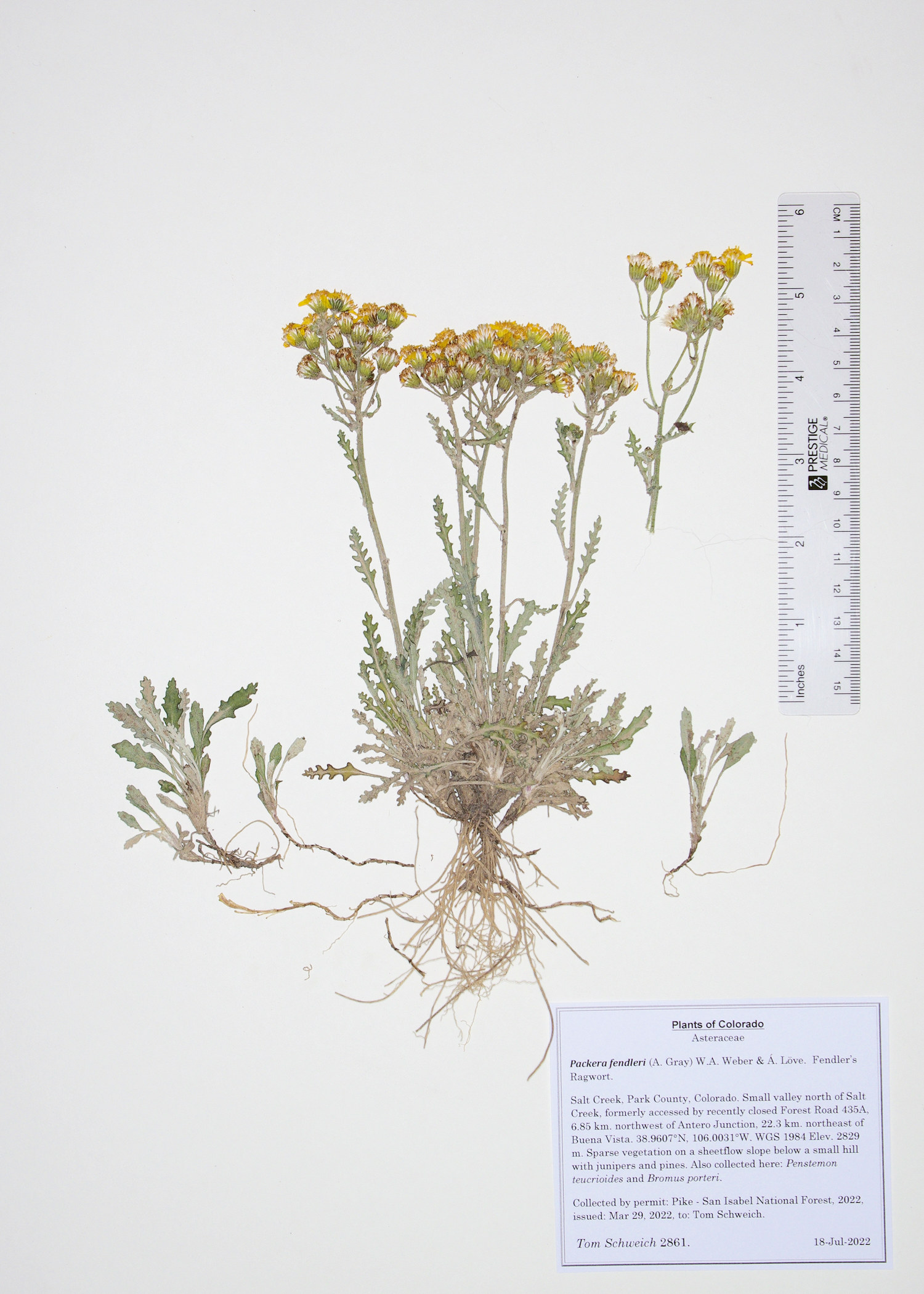 Asteraceae, Packera fendleri