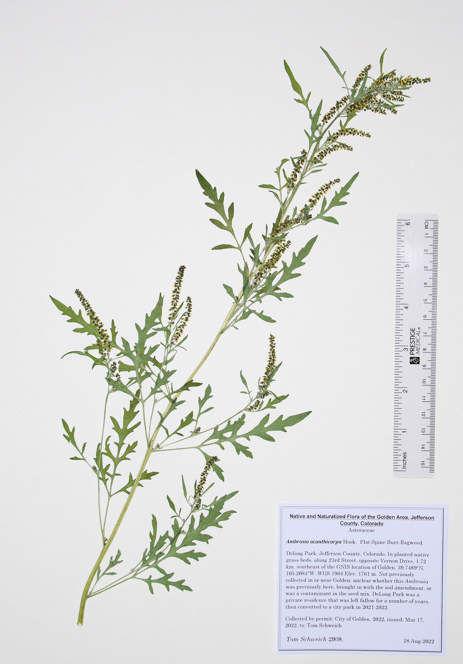 Asteraceae, Ambrosia acanthicarpa