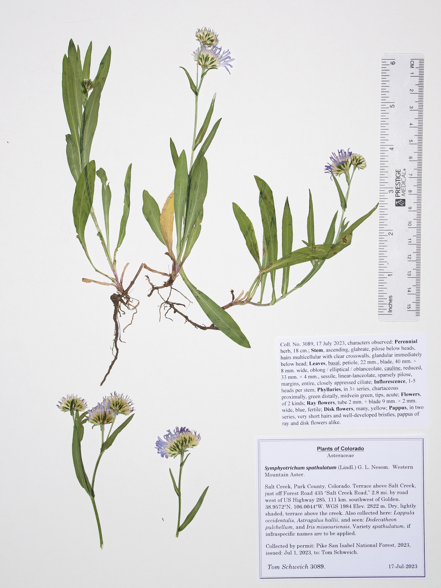 Asteraceae, Symphyotrichum spathulatum