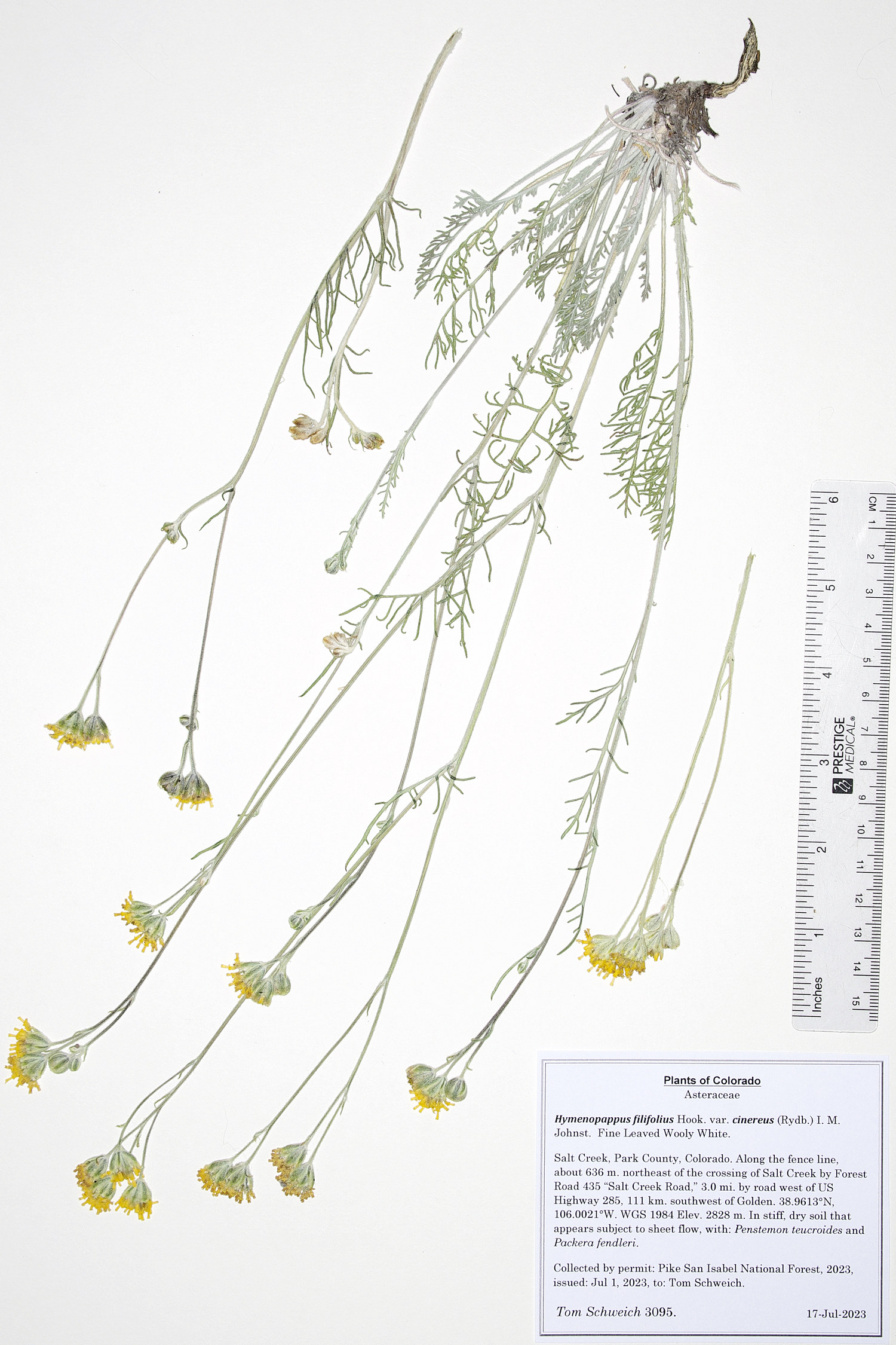 Asteraceae, Hymenopappus filifolius cinereus