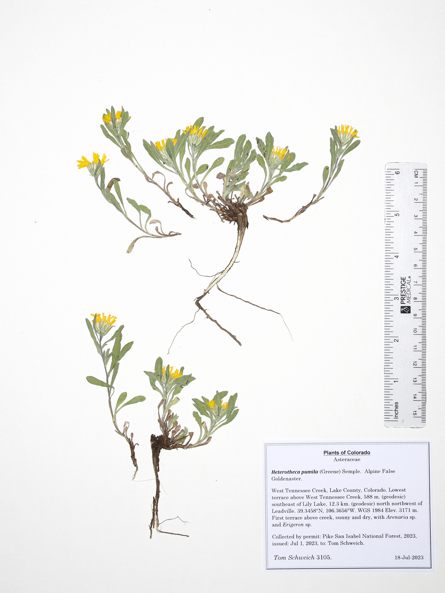 Asteraceae, Heterotheca pumila