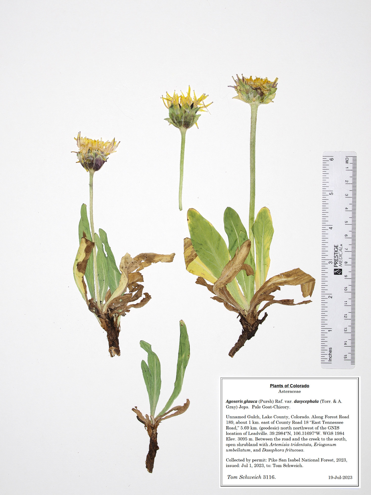 Asteraceae, Agoseris glauca dasycephala