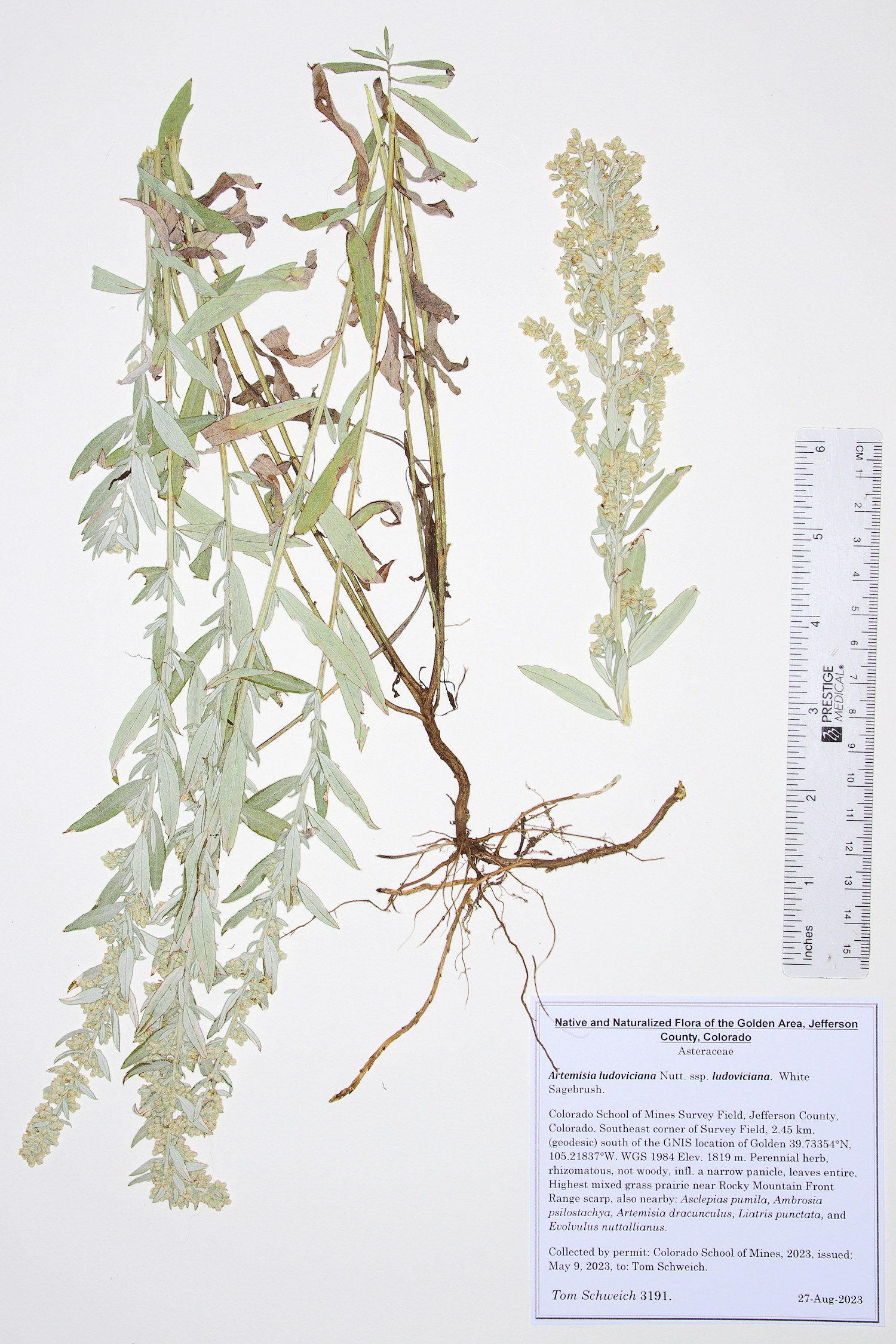 Asteraceae, Artemisia ludoviciana ludoviciana
