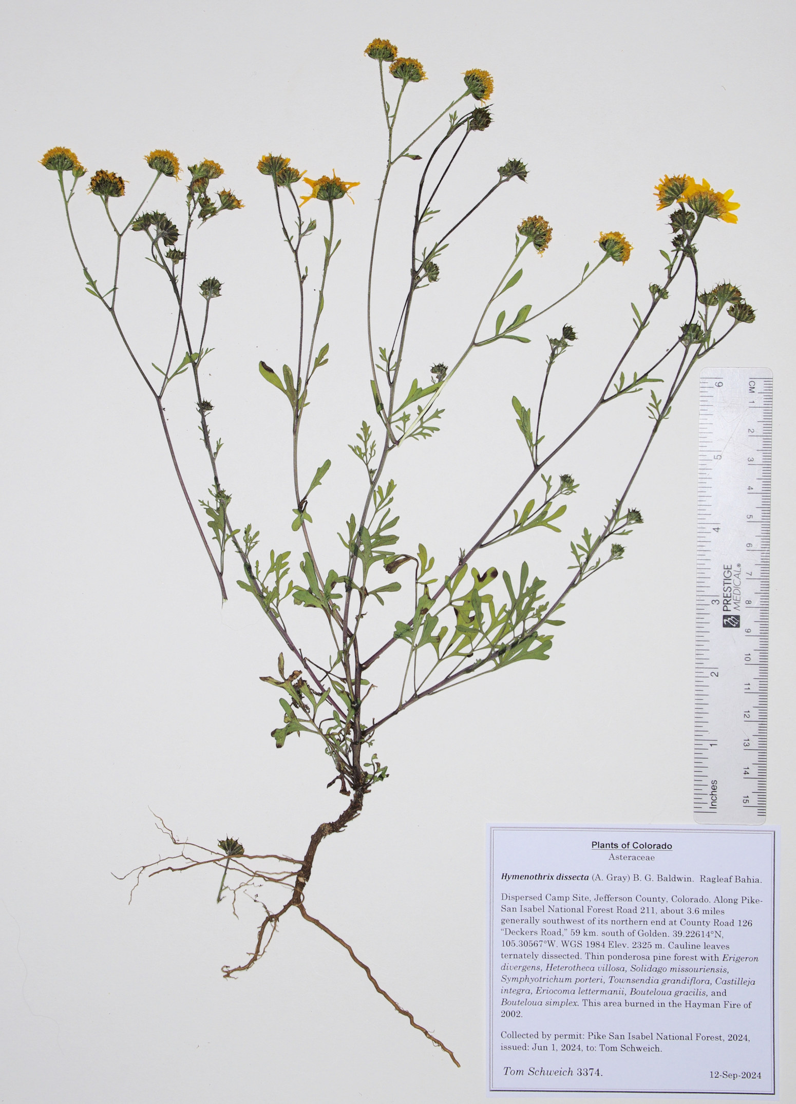 Asteraceae, Hymenothrix dissecta