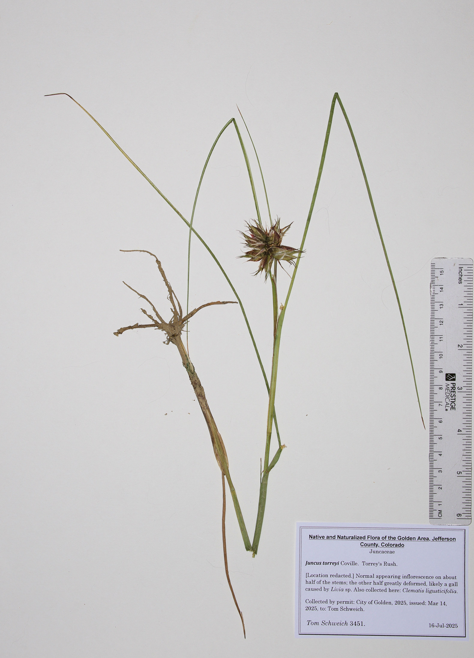 Juncaceae, Juncus torreyi