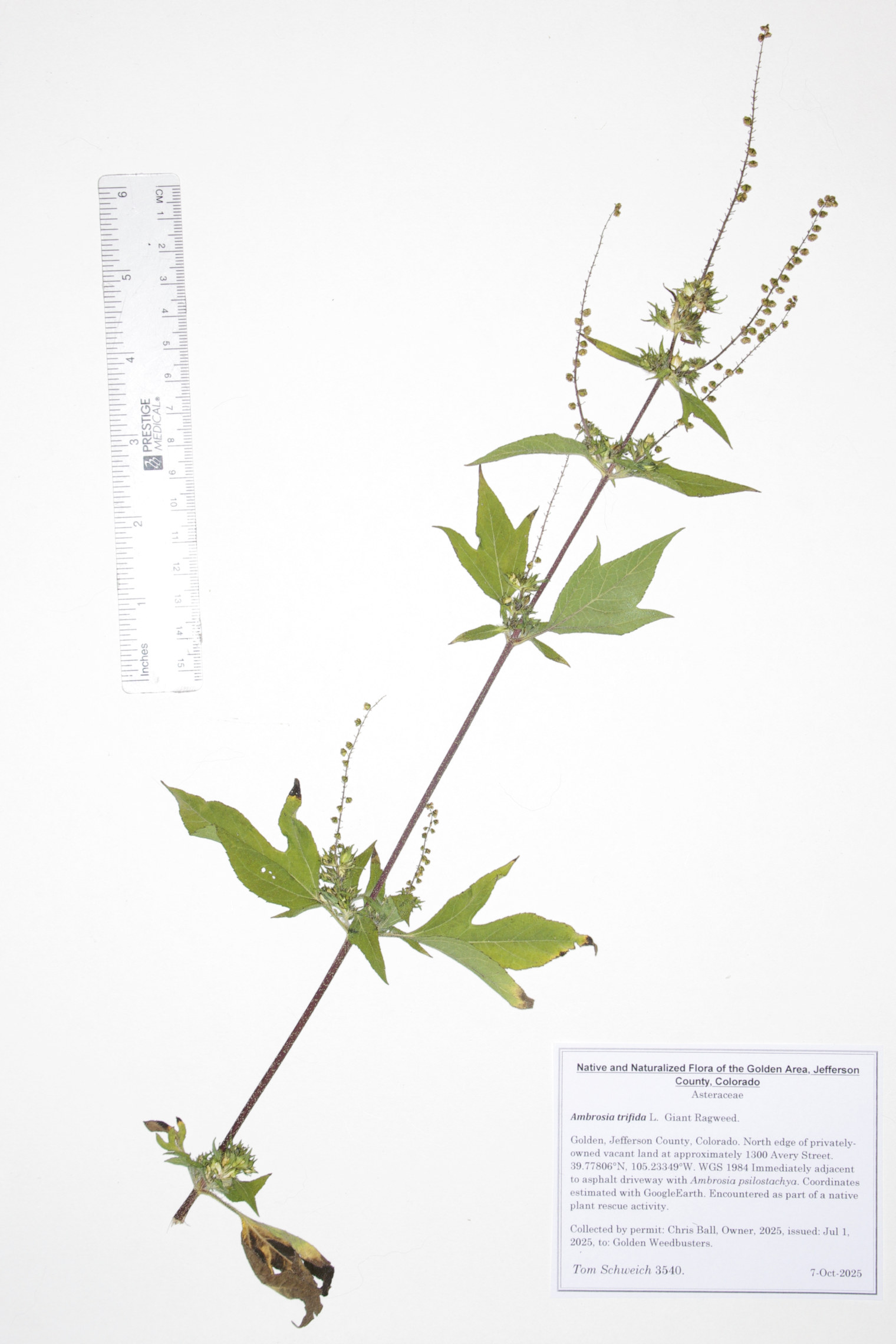 Asteraceae, Ambrosia trifida