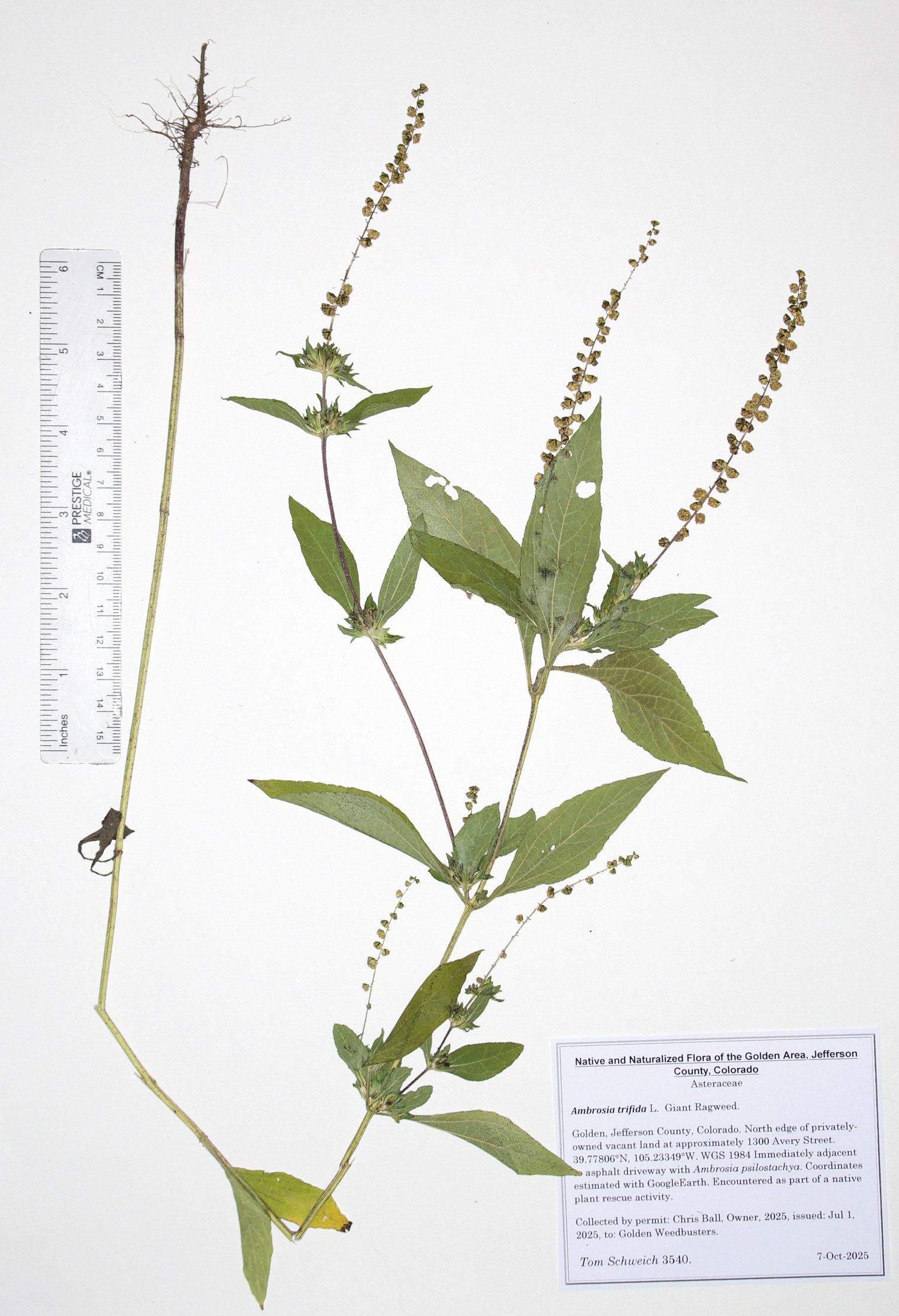 Asteraceae, Ambrosia trifida