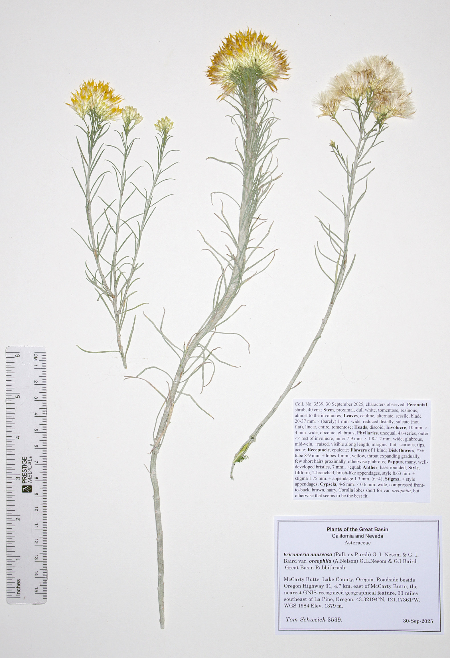 Asteraceae, Ericameria nauseosa oreophila