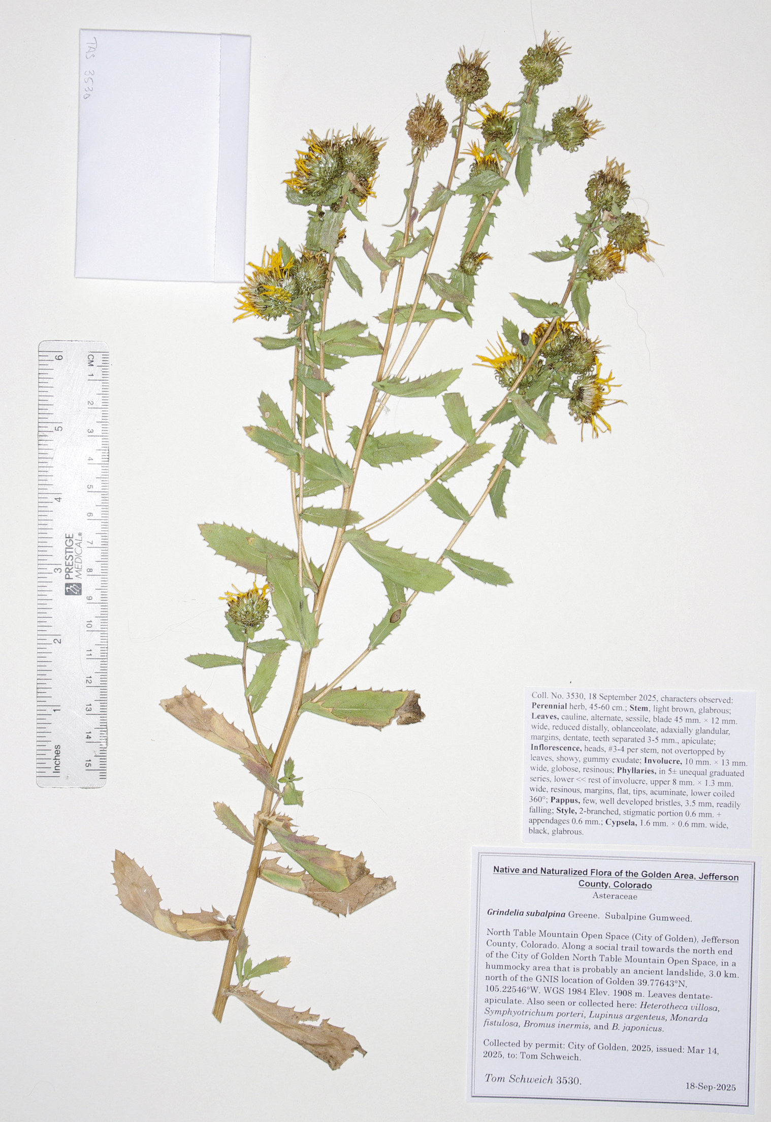 Asteraceae, Grindelia subalpina