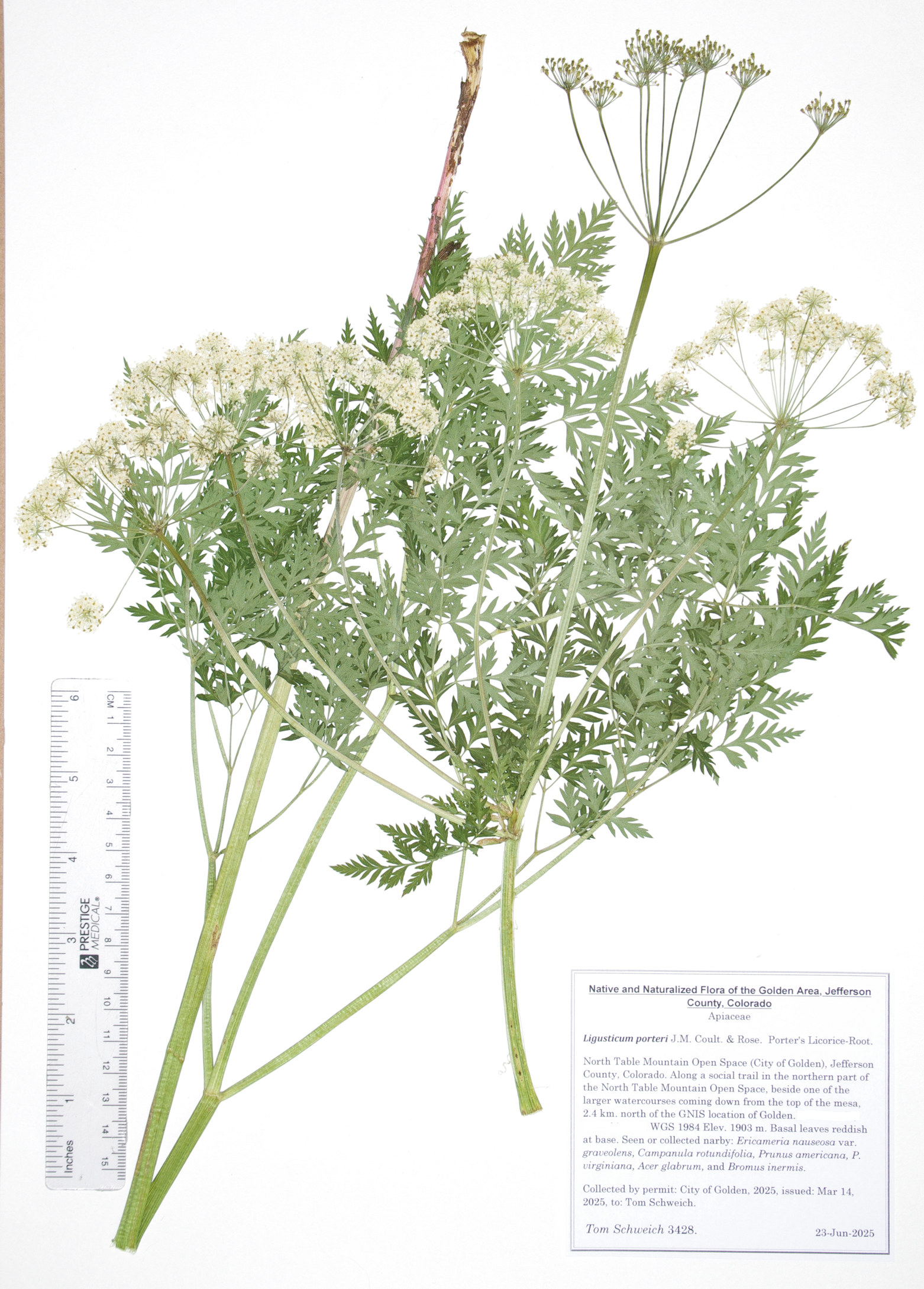 Apiaceae, Ligusticum porteri