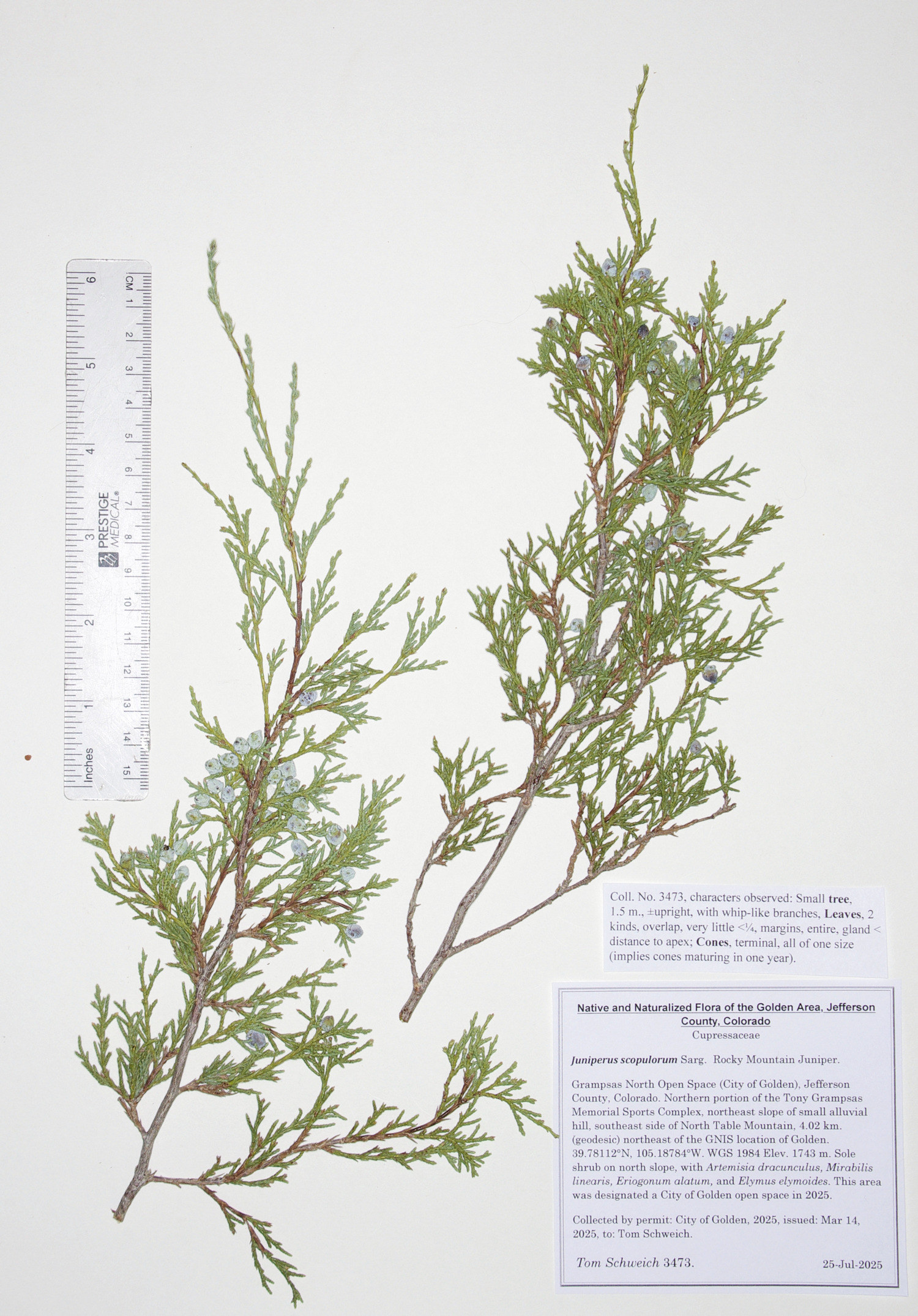 Cupressaceae, Juniperus scopulorum