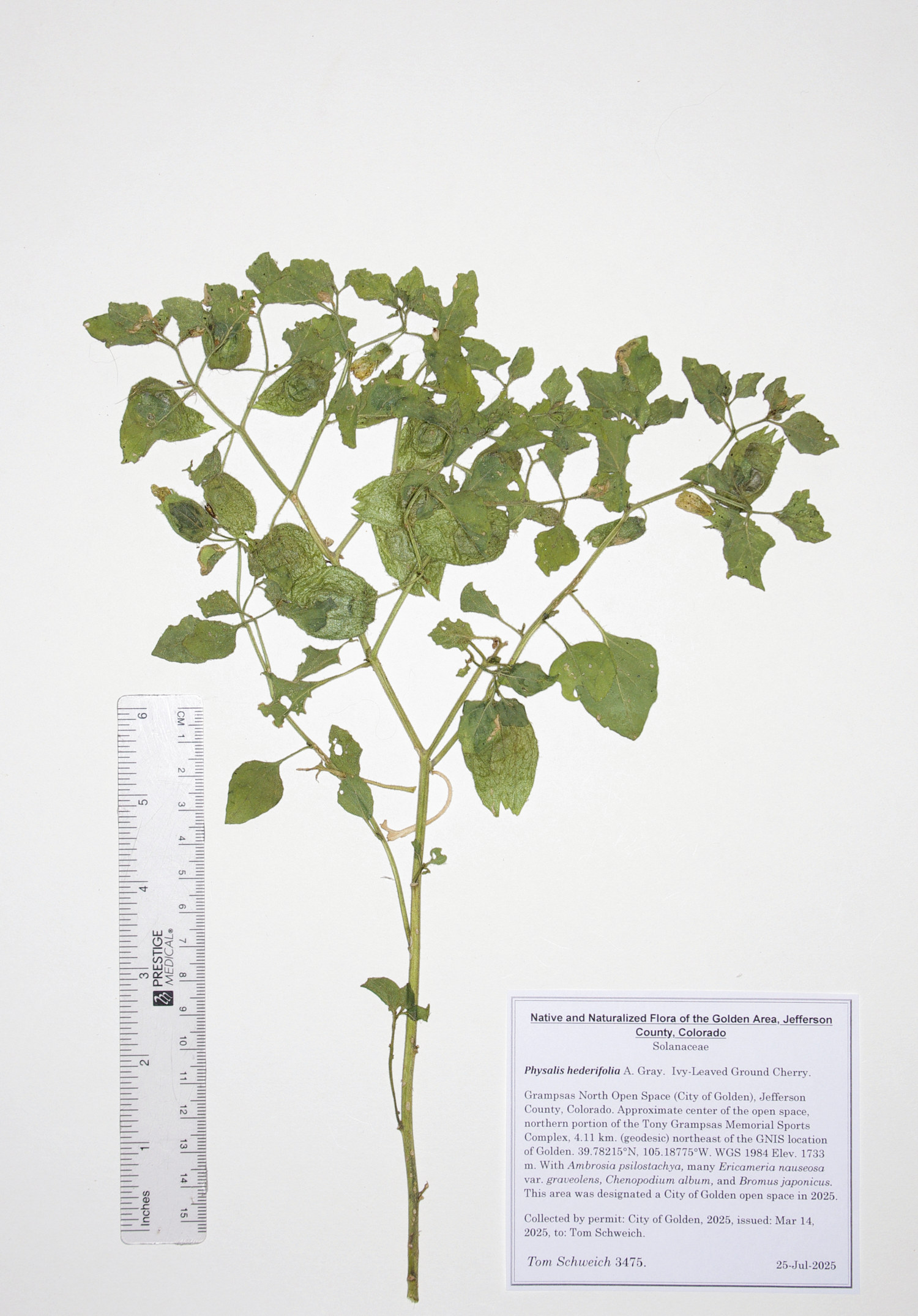 Solanaceae, Physalis hederifolia