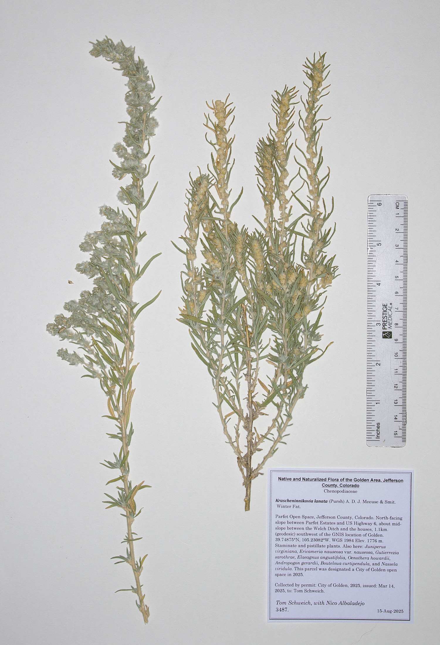 Chenopodiaceae, Krascheninnikovia lanata