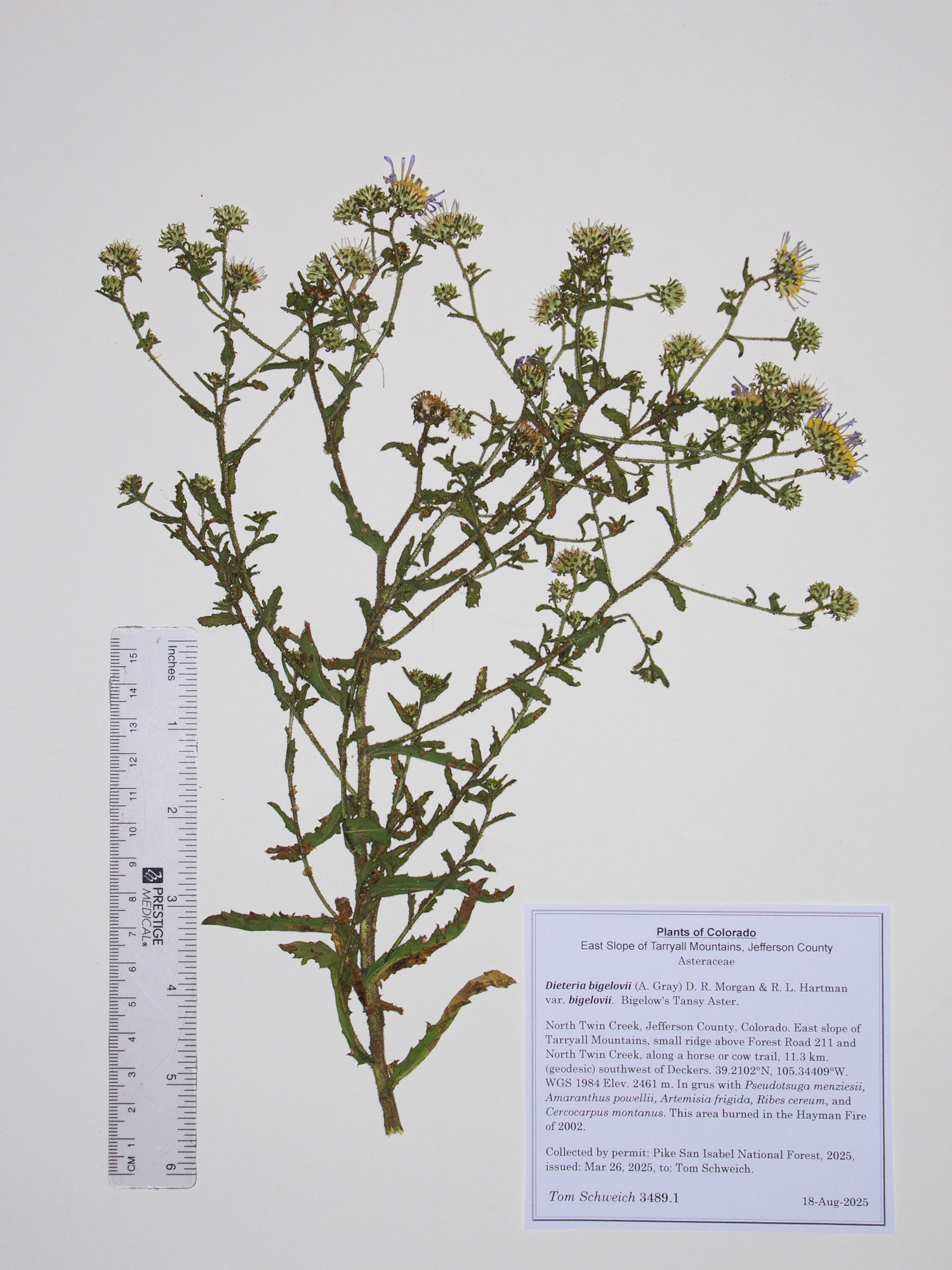 Asteraceae, Dieteria bigelovii bigelovii